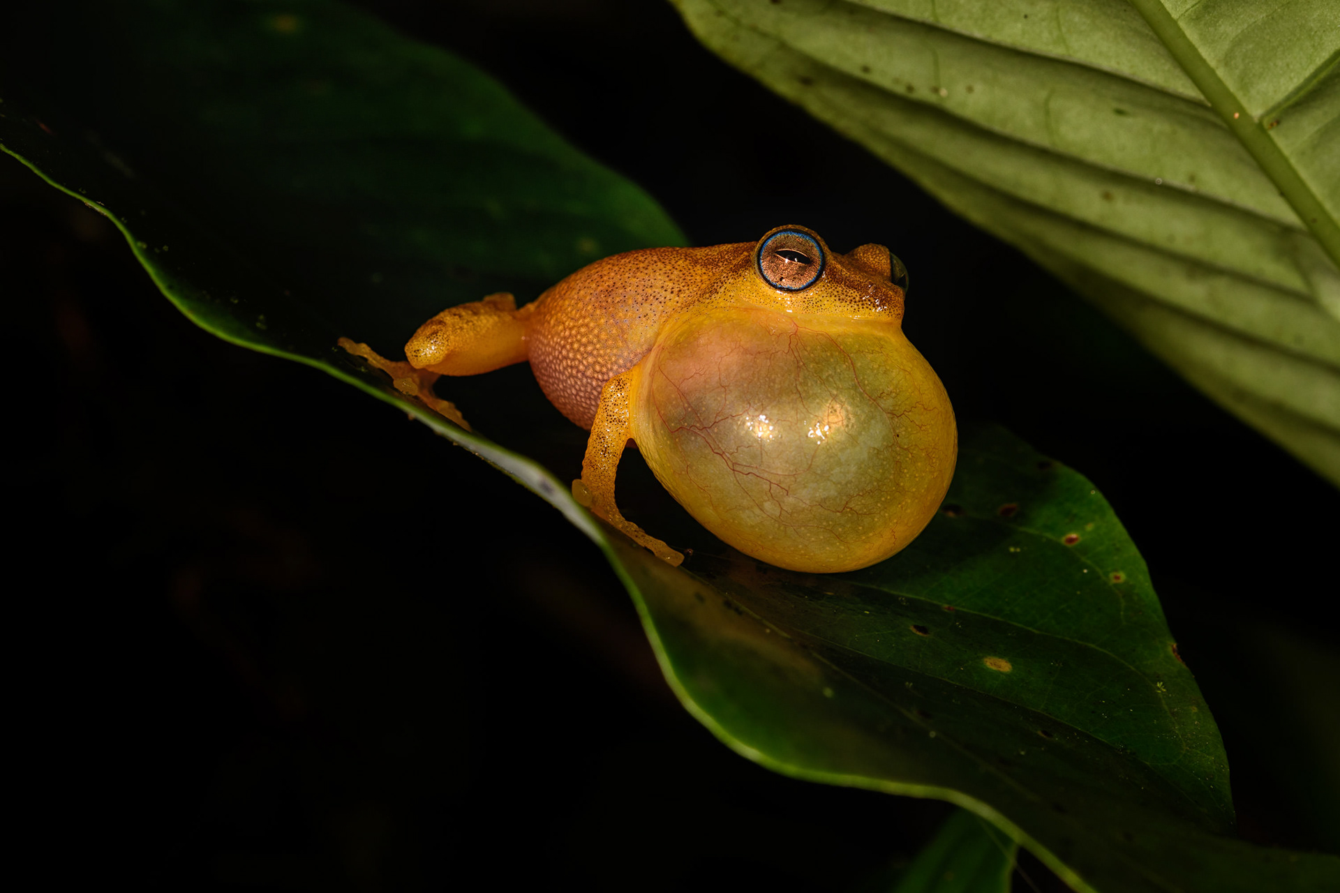 Blue-eyed Bush Frog