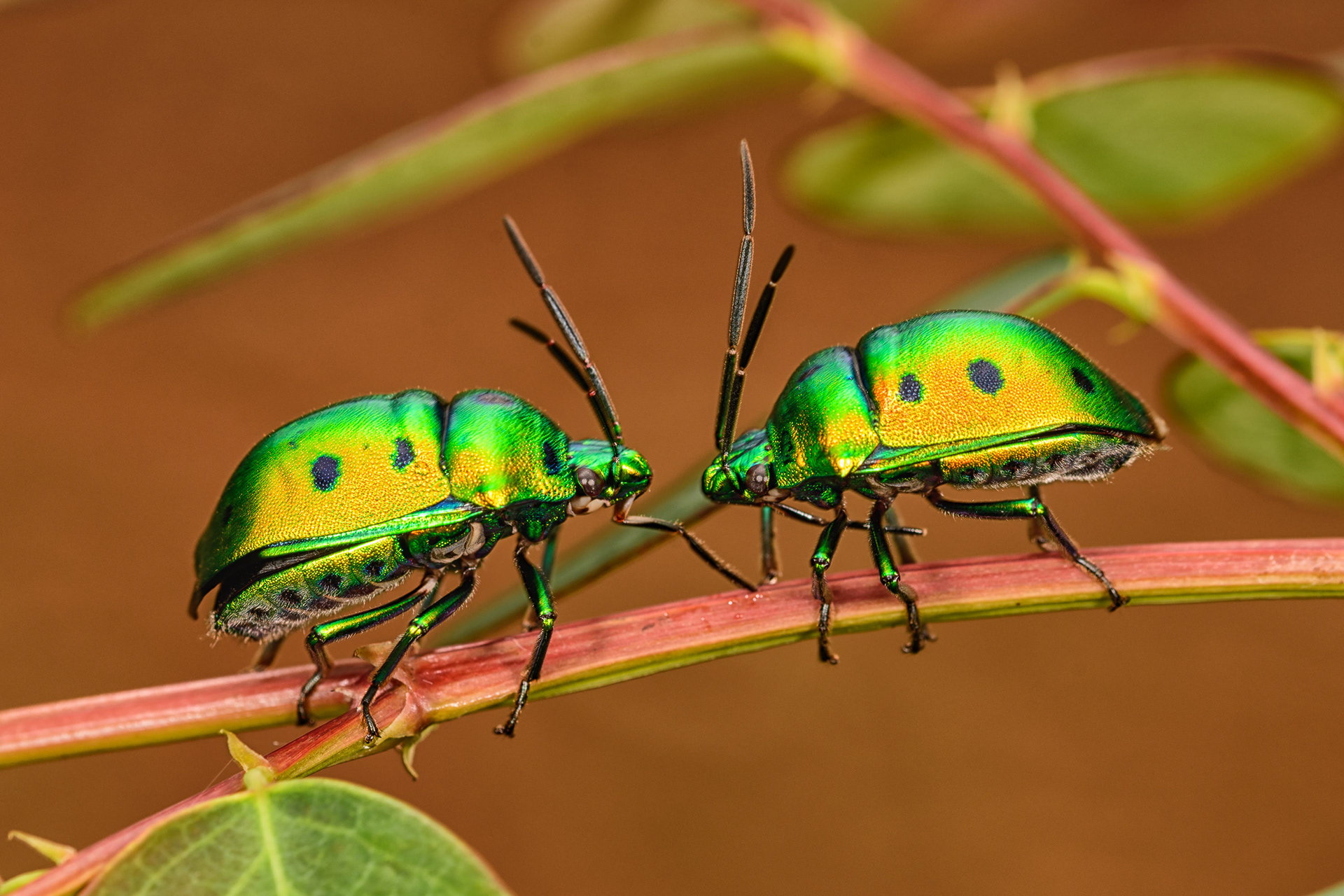 Jewel Bug