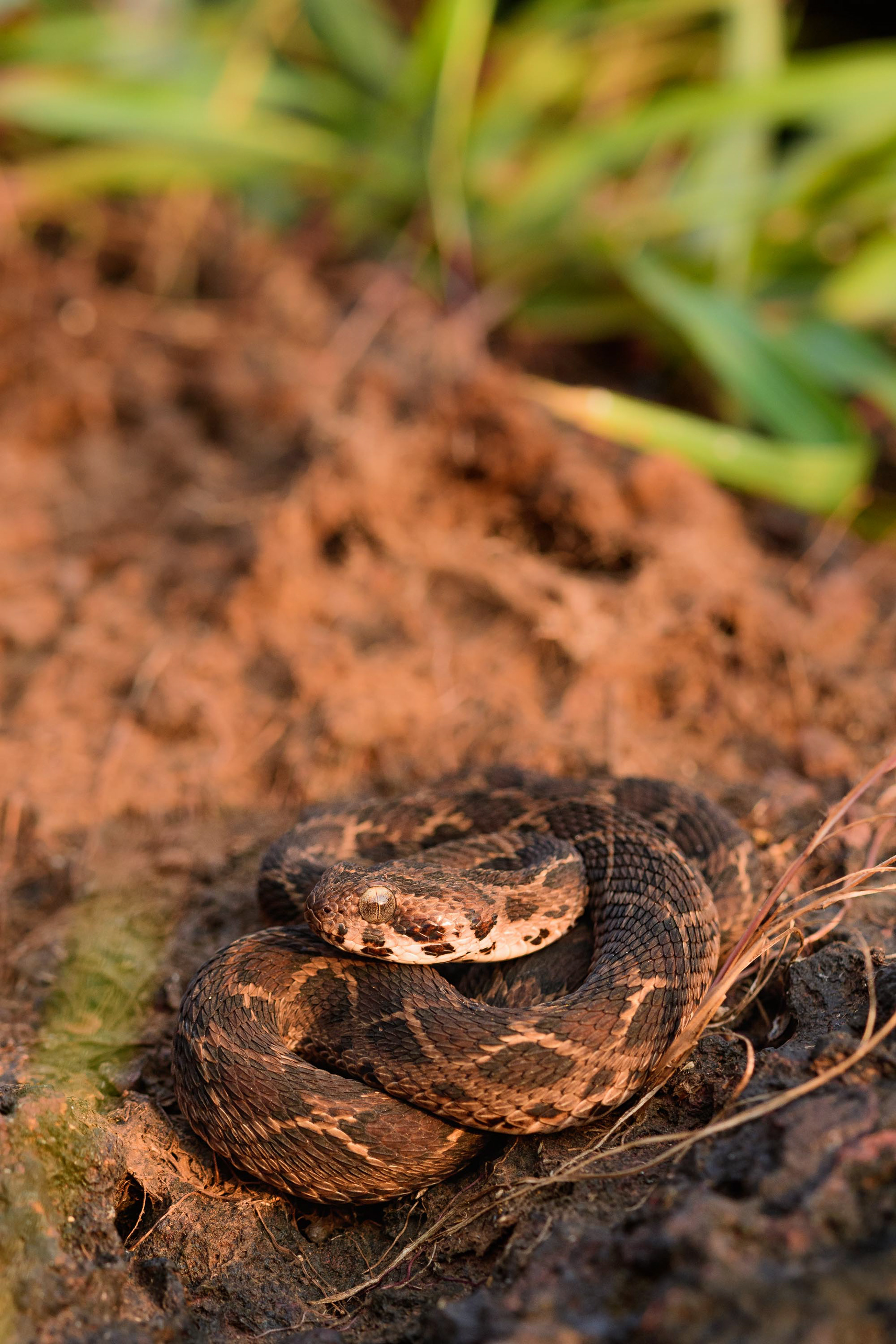 Saw Scaled Viper