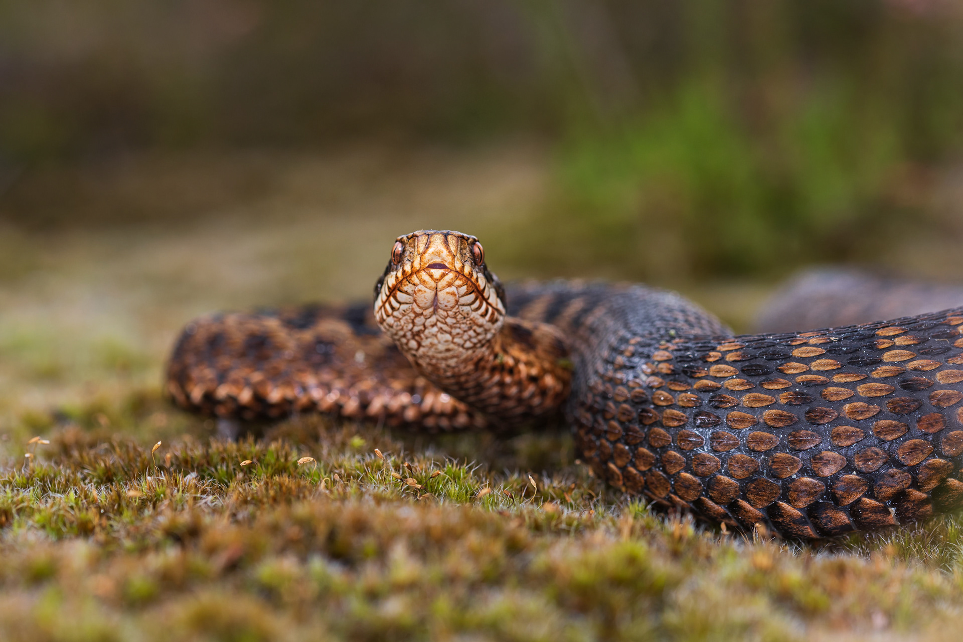 Adult femalte viper