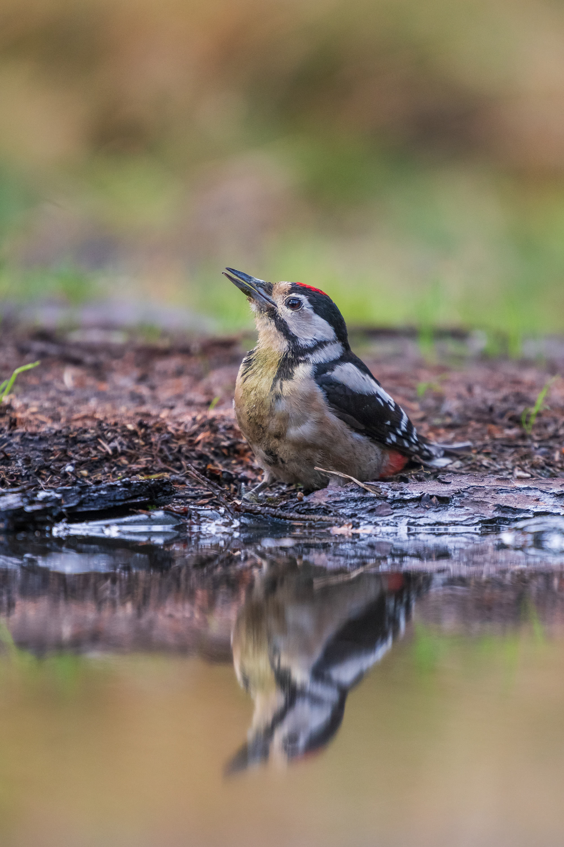 Great-Spotted Woodpecker