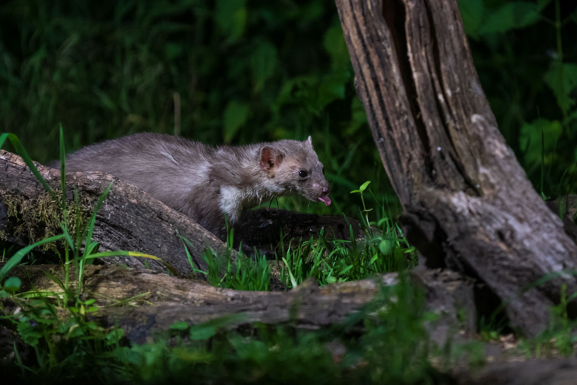 Beech Marten (steenmarter)