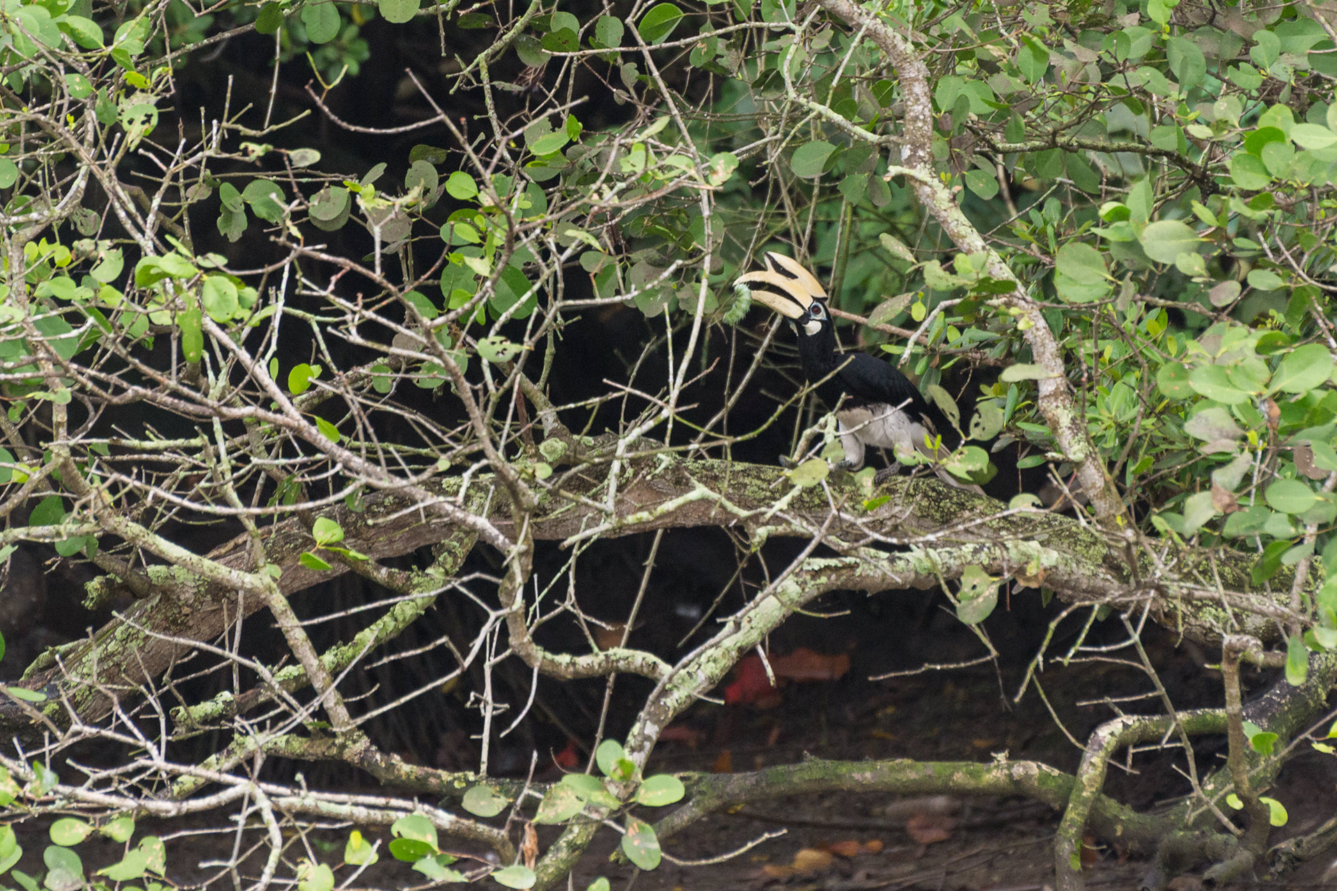 Oriental Pied Hornbill grabbing massive caterpillars and feasting on them