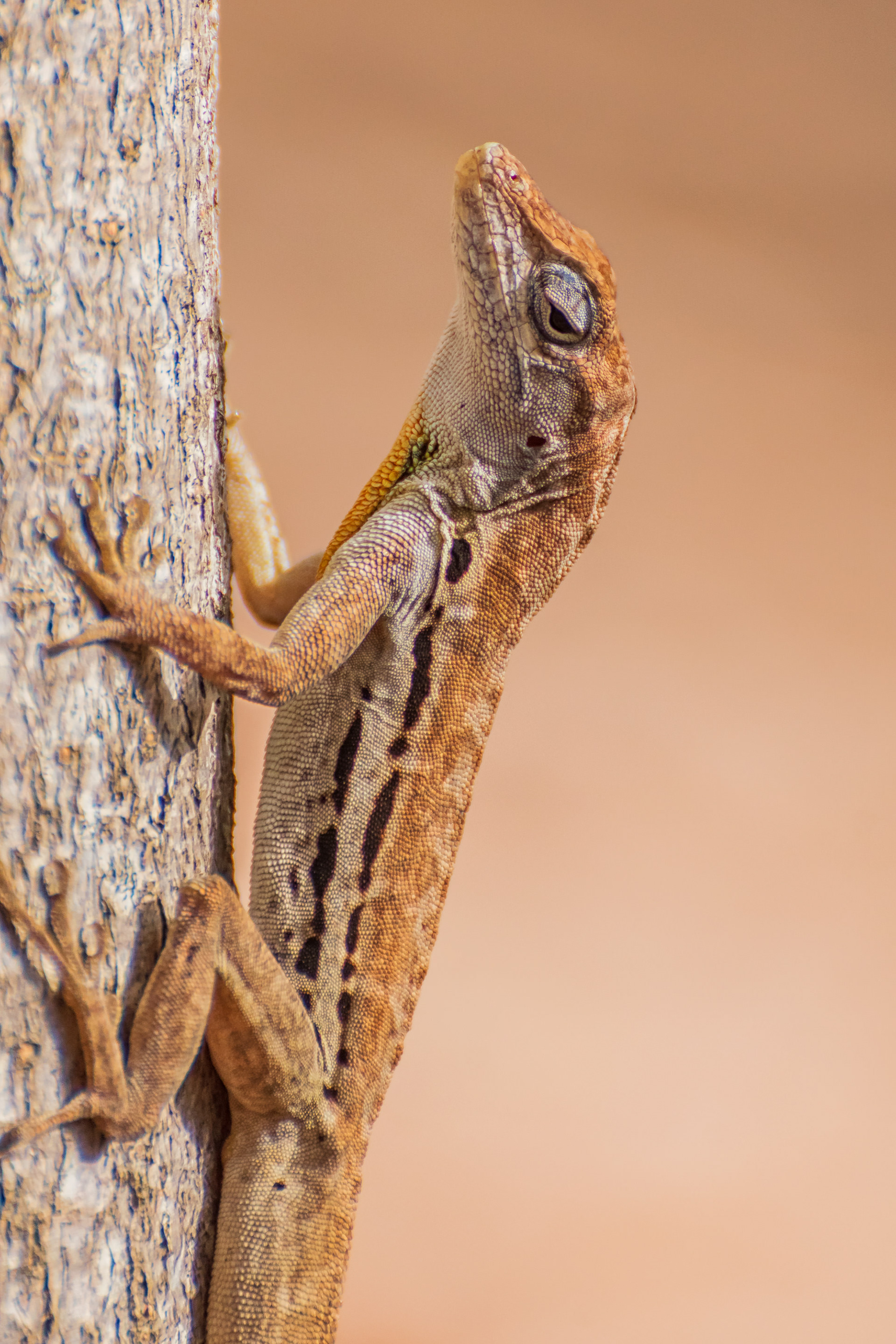 Anole