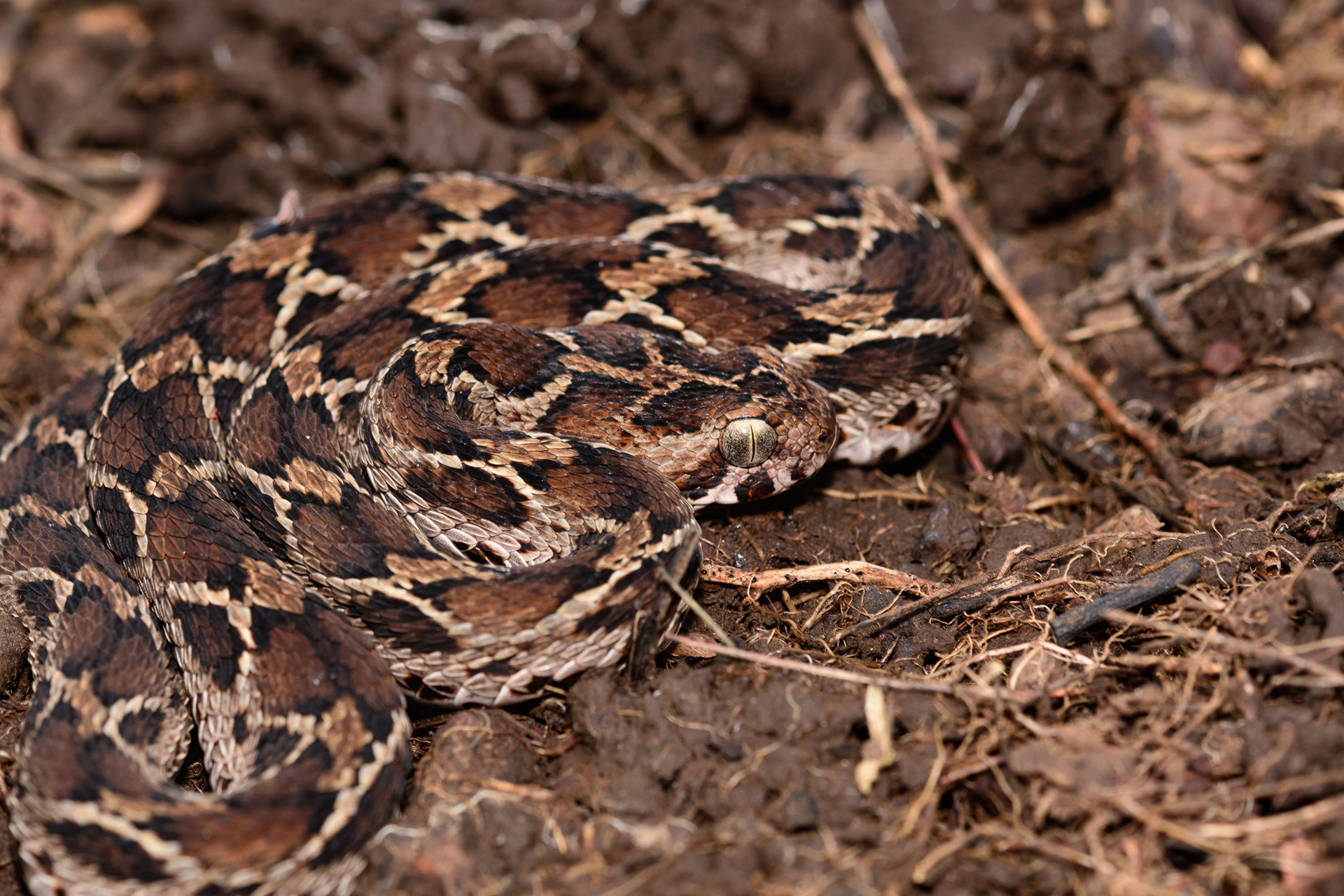 Saw Scaled Viper