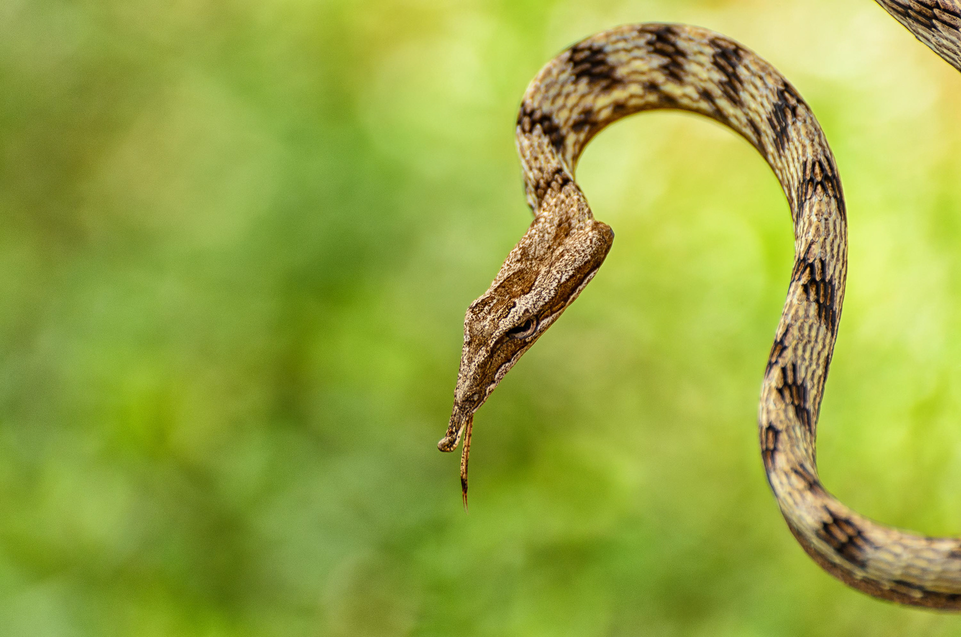 Brown Vine Snake