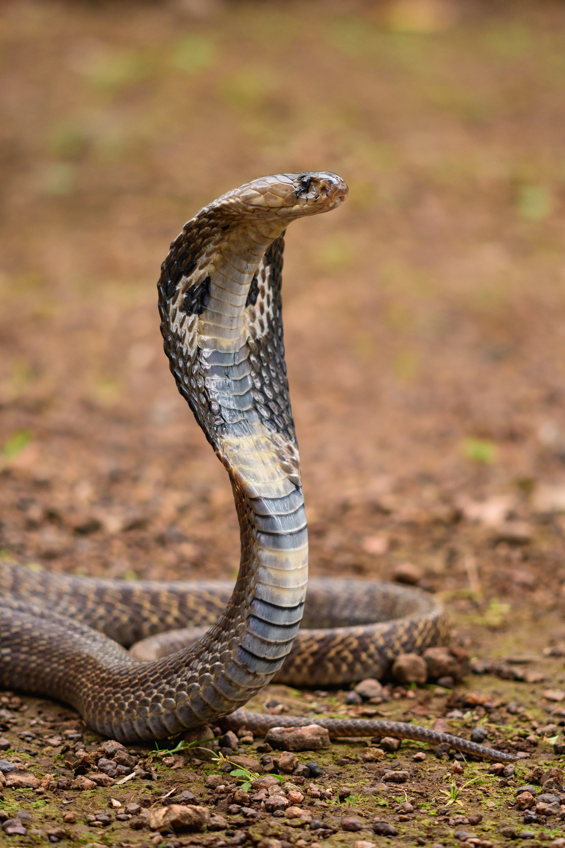 Spectacled Cobra