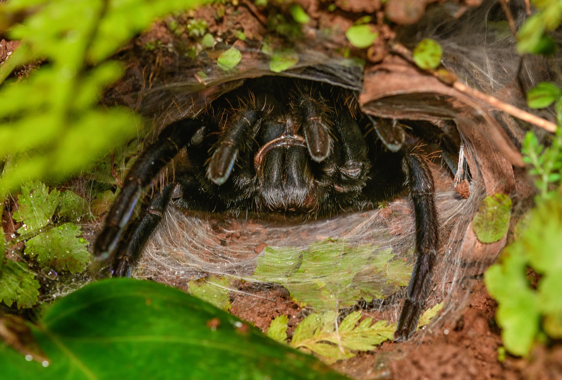 Tarantula