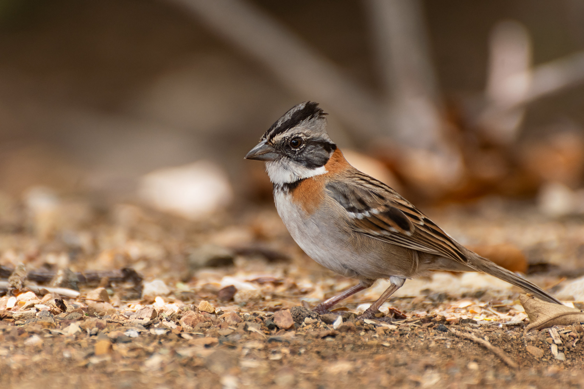Rufous-Collared Sparrow