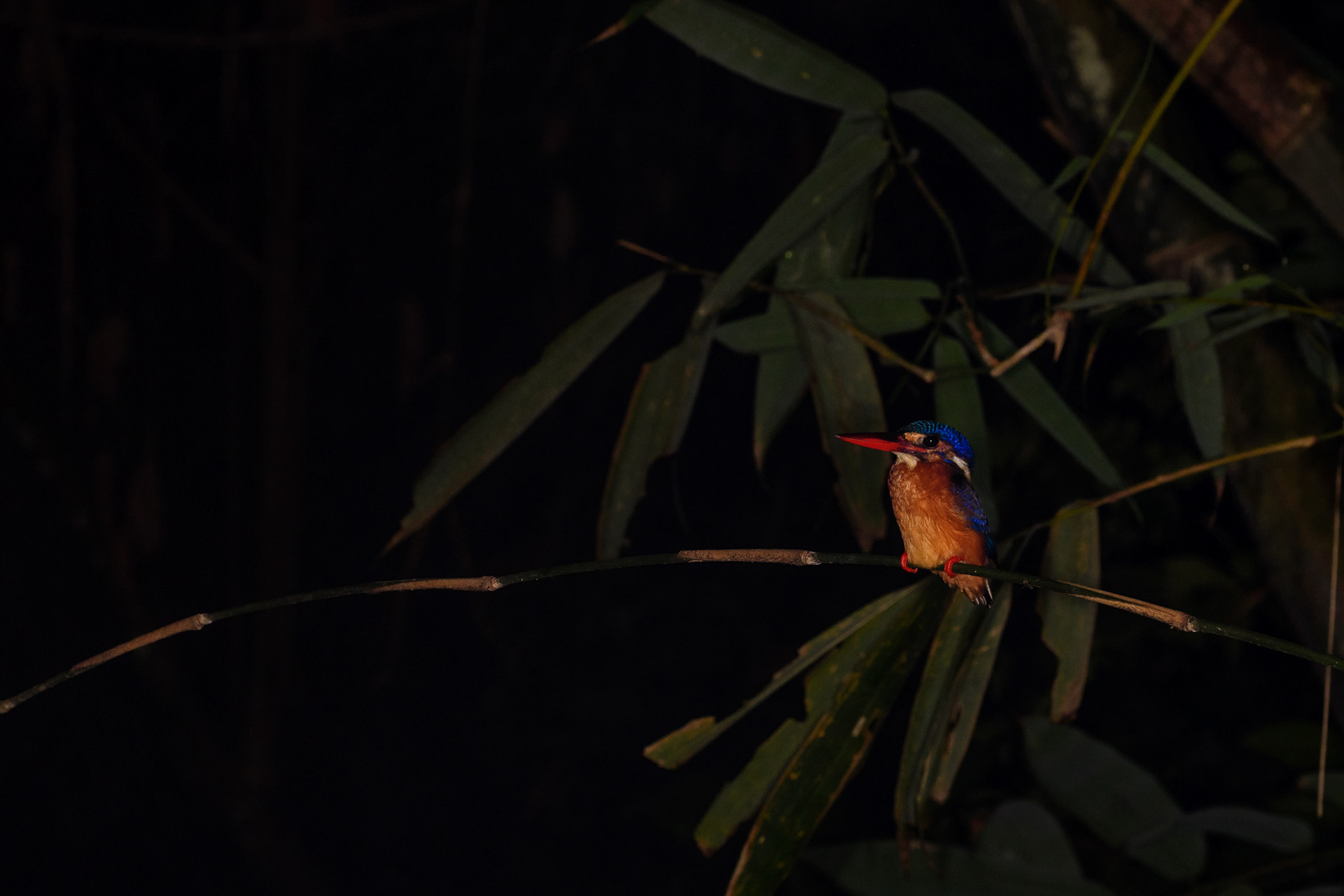 Resting Kingfisher