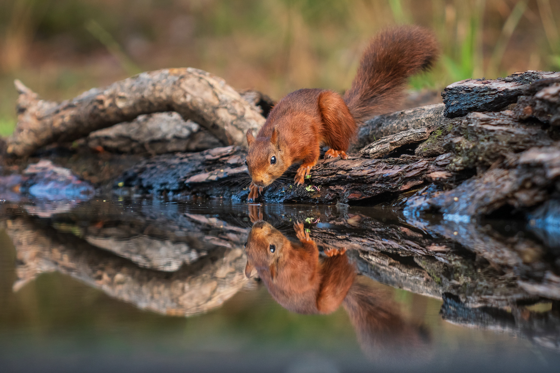 Red Squirrel