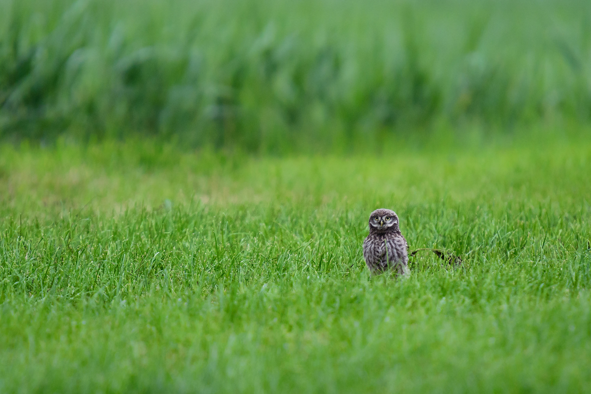 Juvenile Little Owl