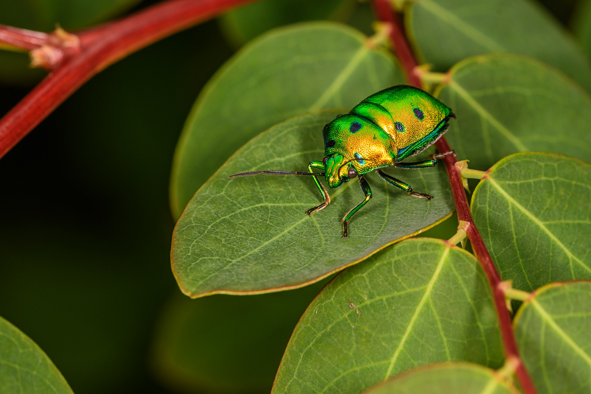 Jewel Bug