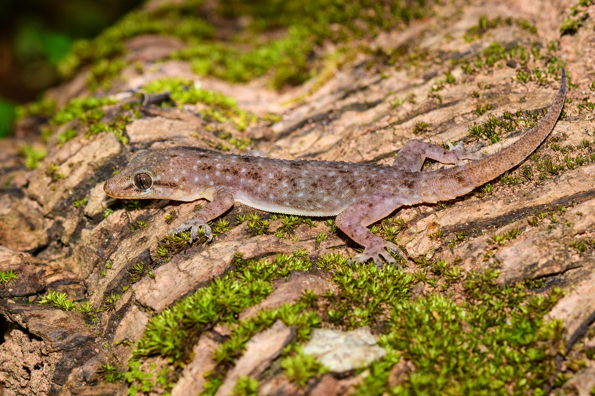 Gecko