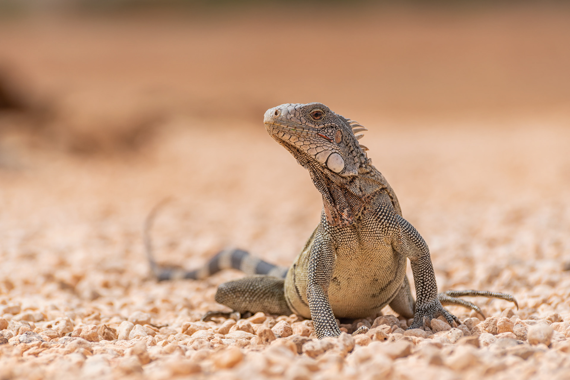 Green Iguana