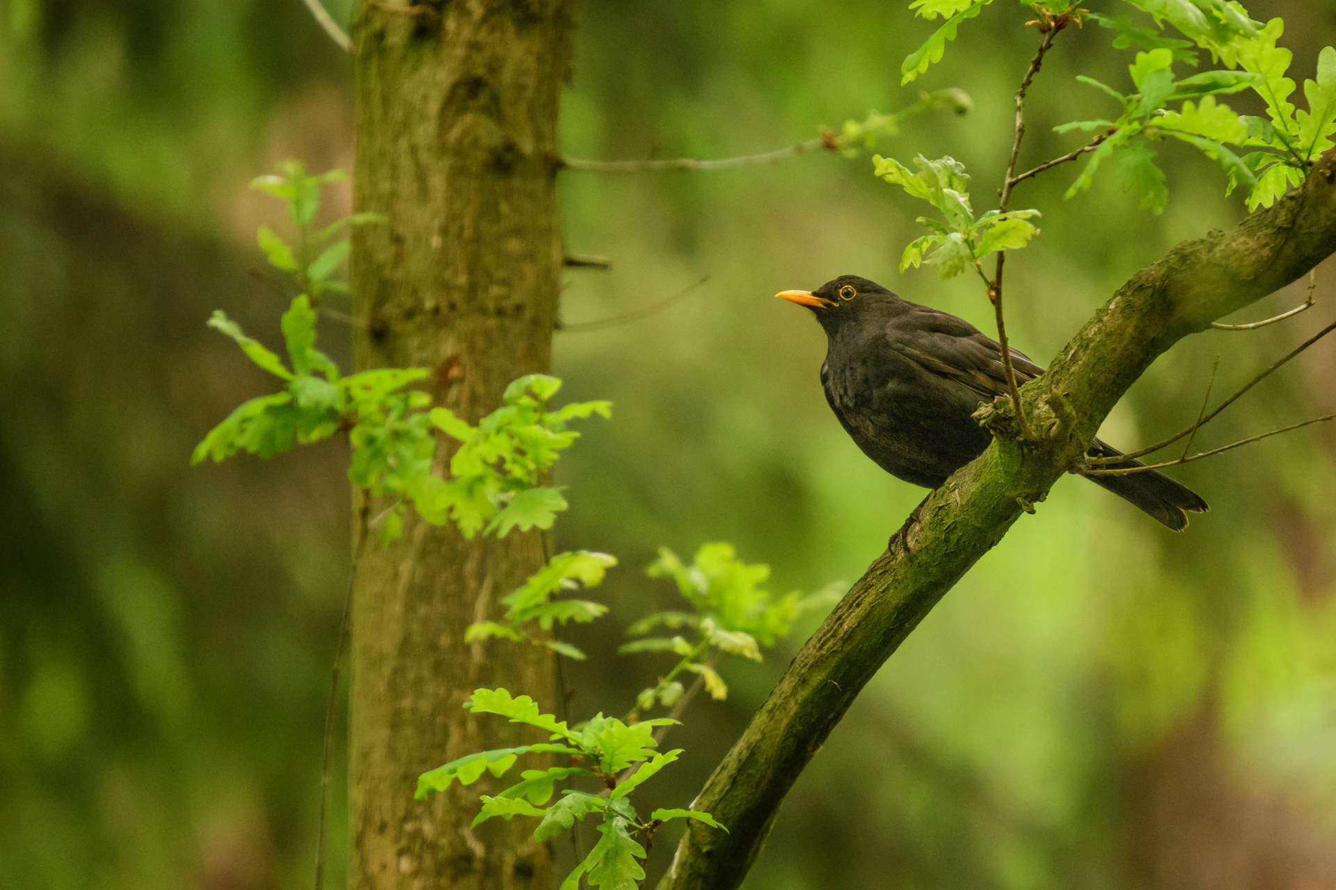 Common Blackbird