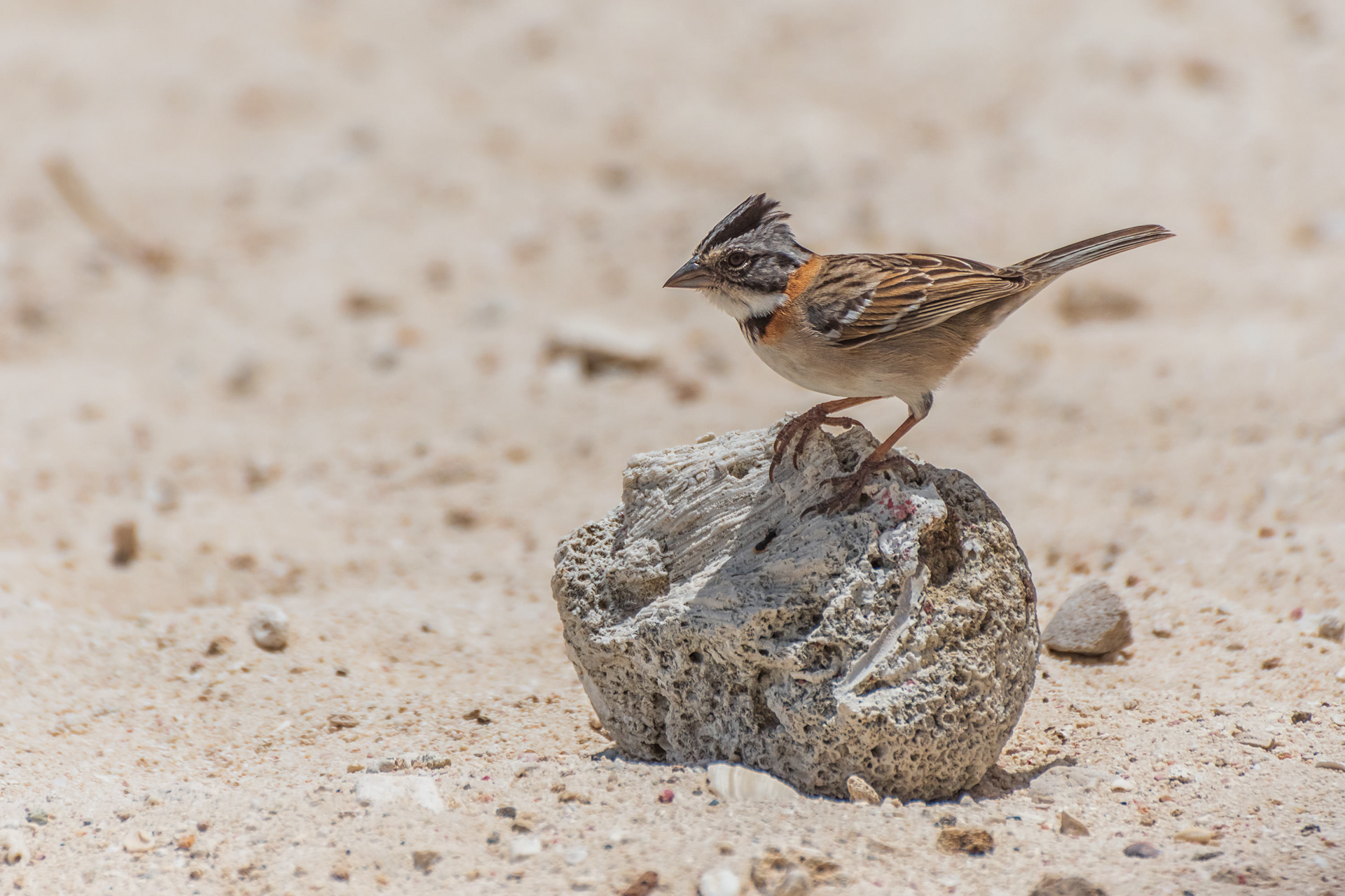 Rufous-Collared Sparrow