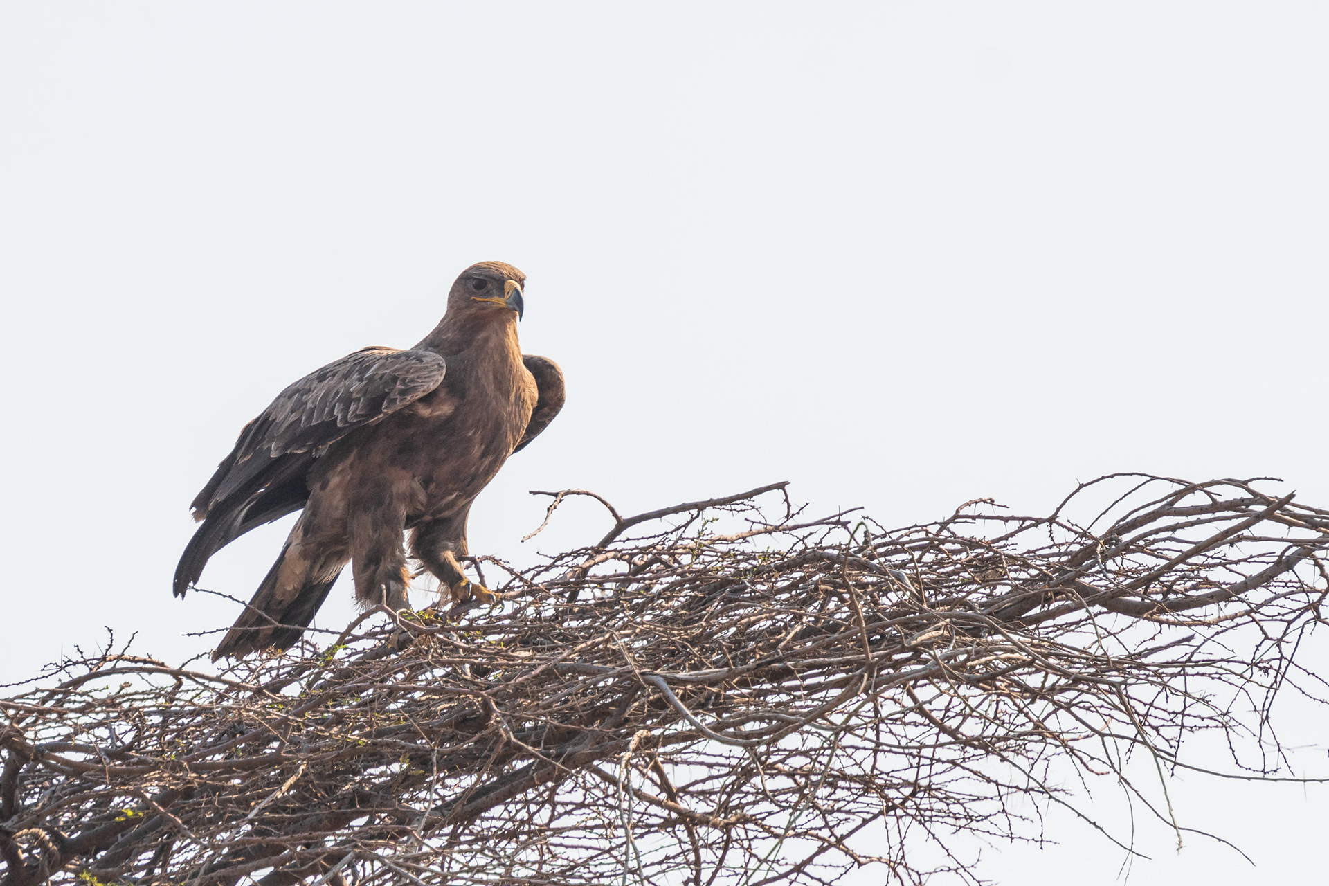 Steppe Eagle
