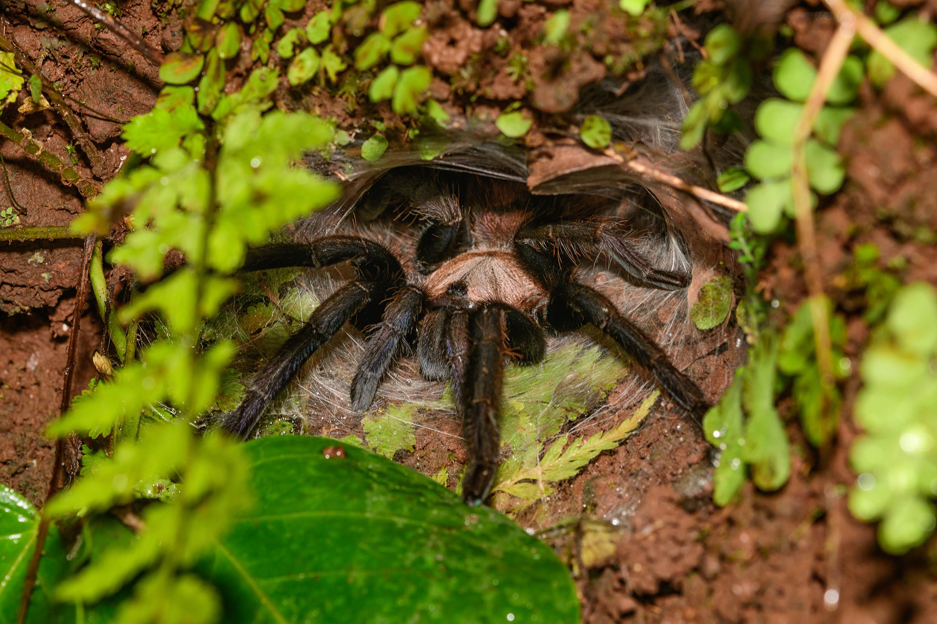 Tarantula