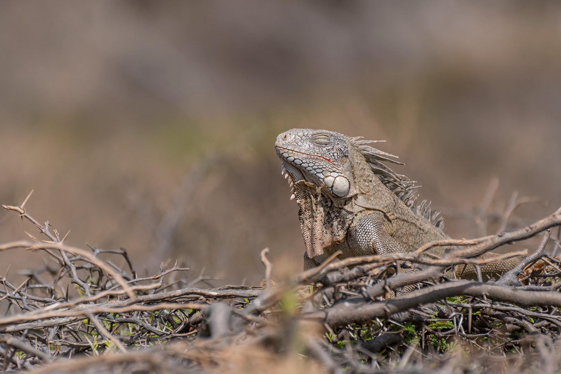 Green Iguana