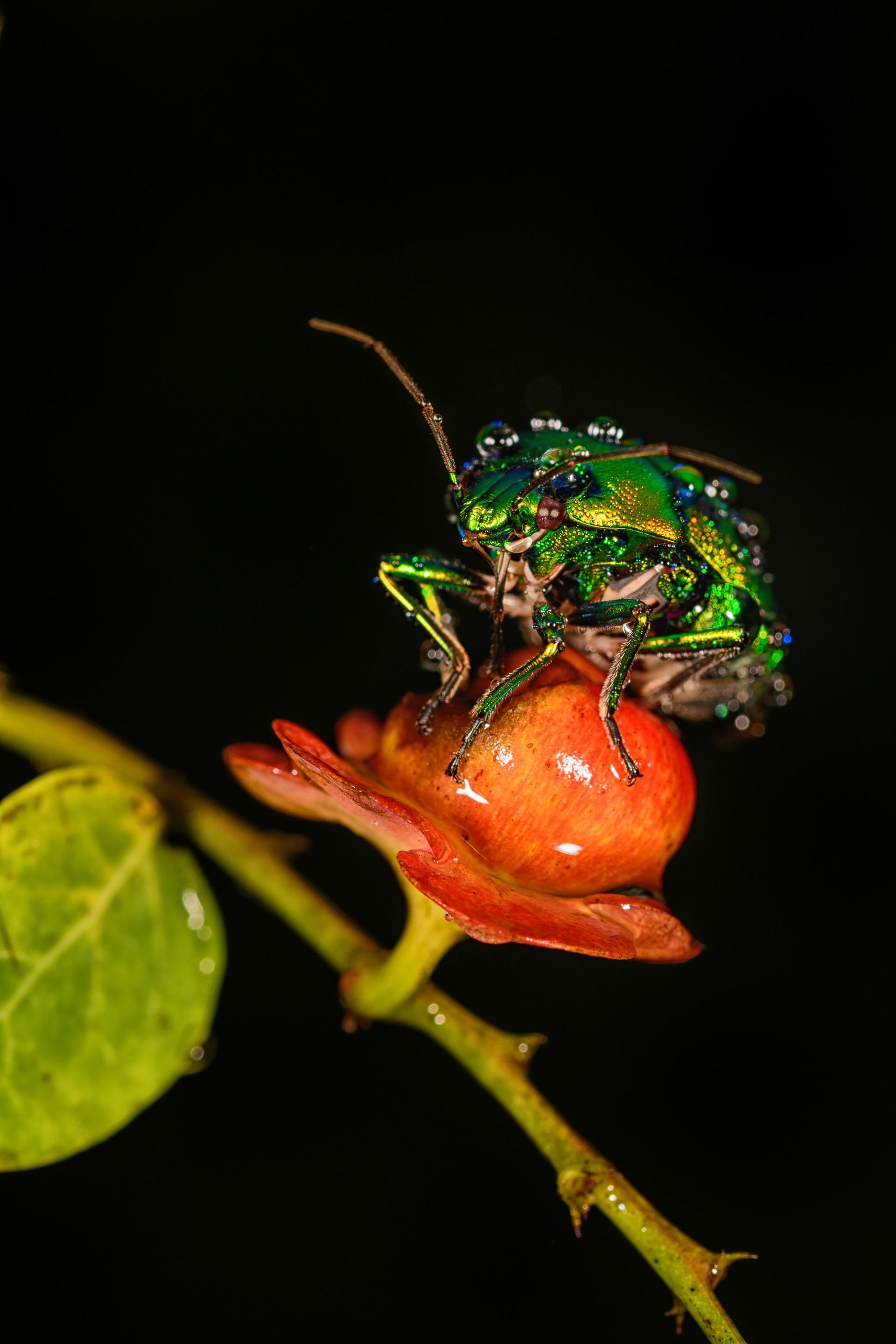 Jewel Bug