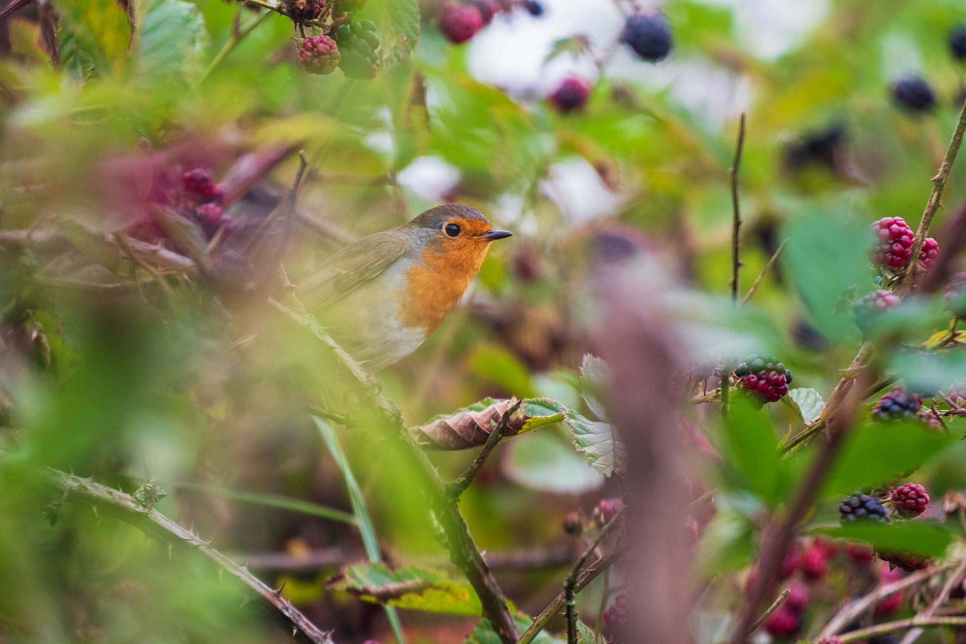 European Robin