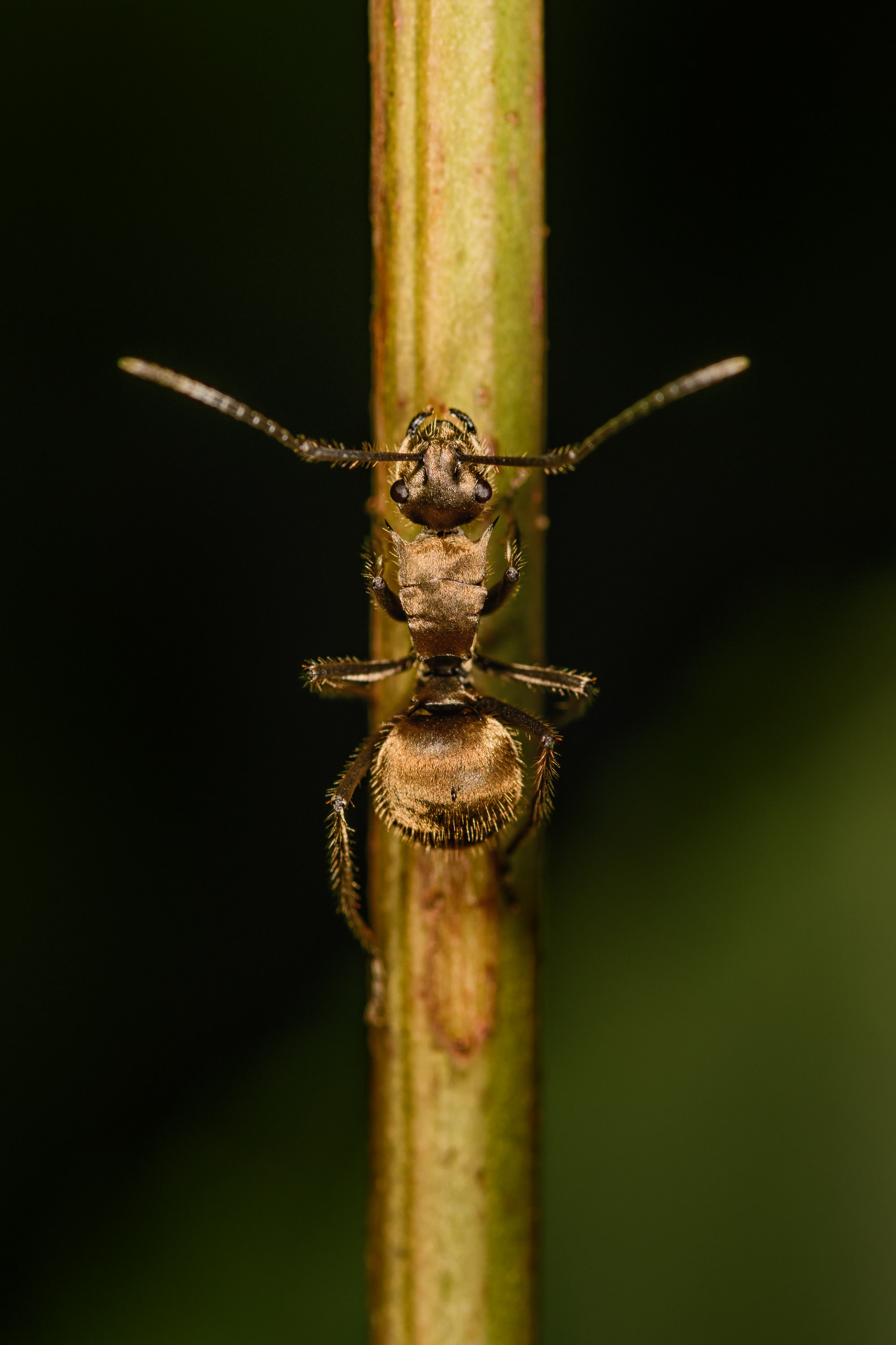 Golden Carpenter Ant