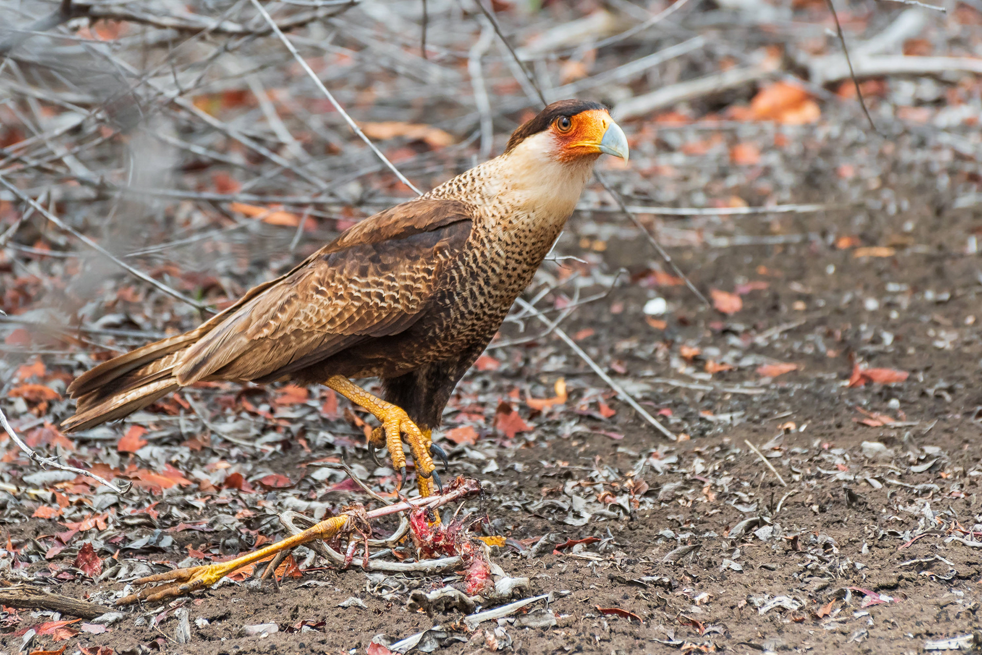 Northern Crested Caracara