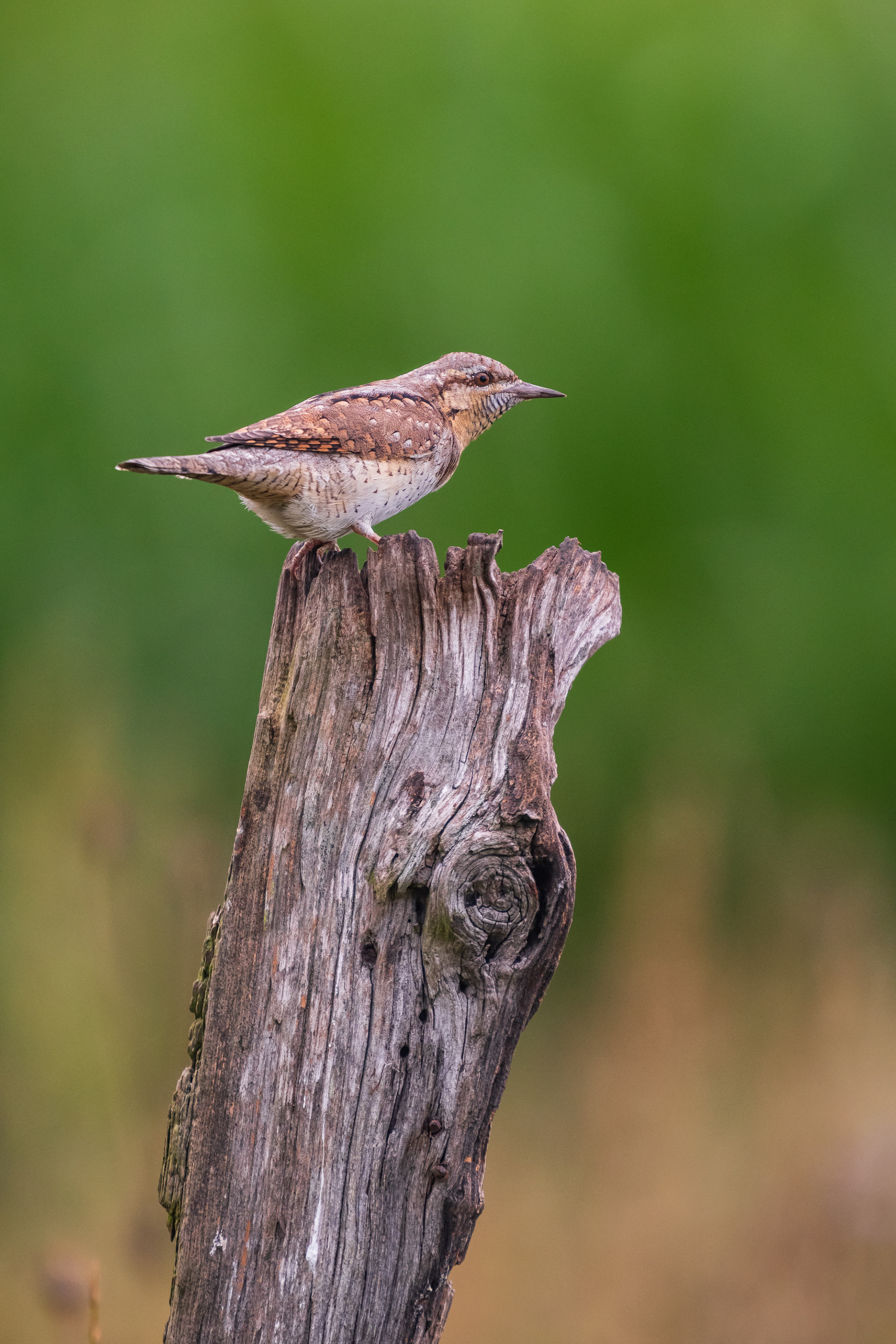 Eurasian Wryneck