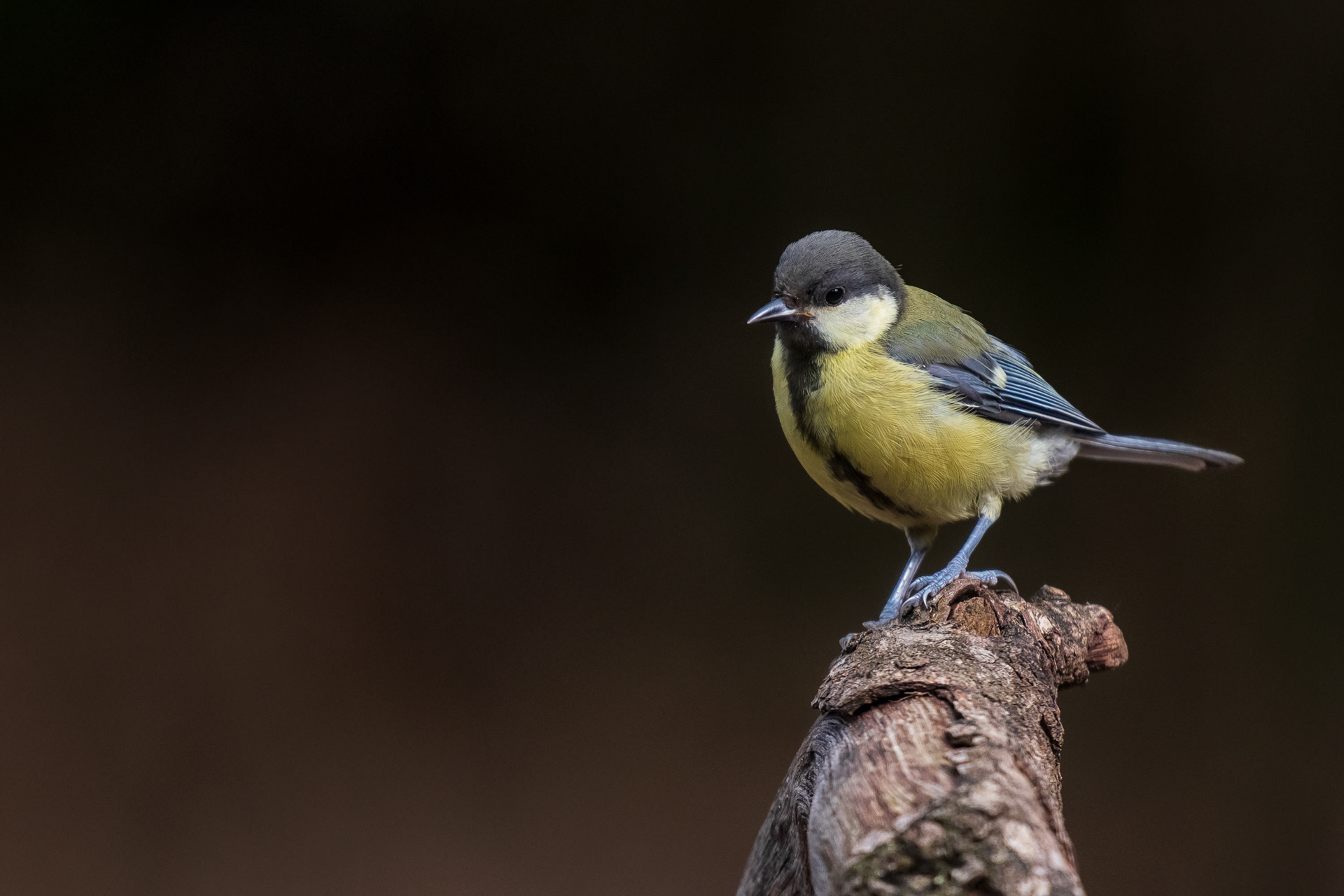 Great Tit