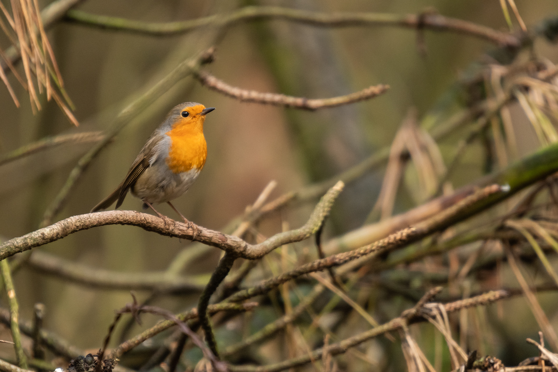 European Robin