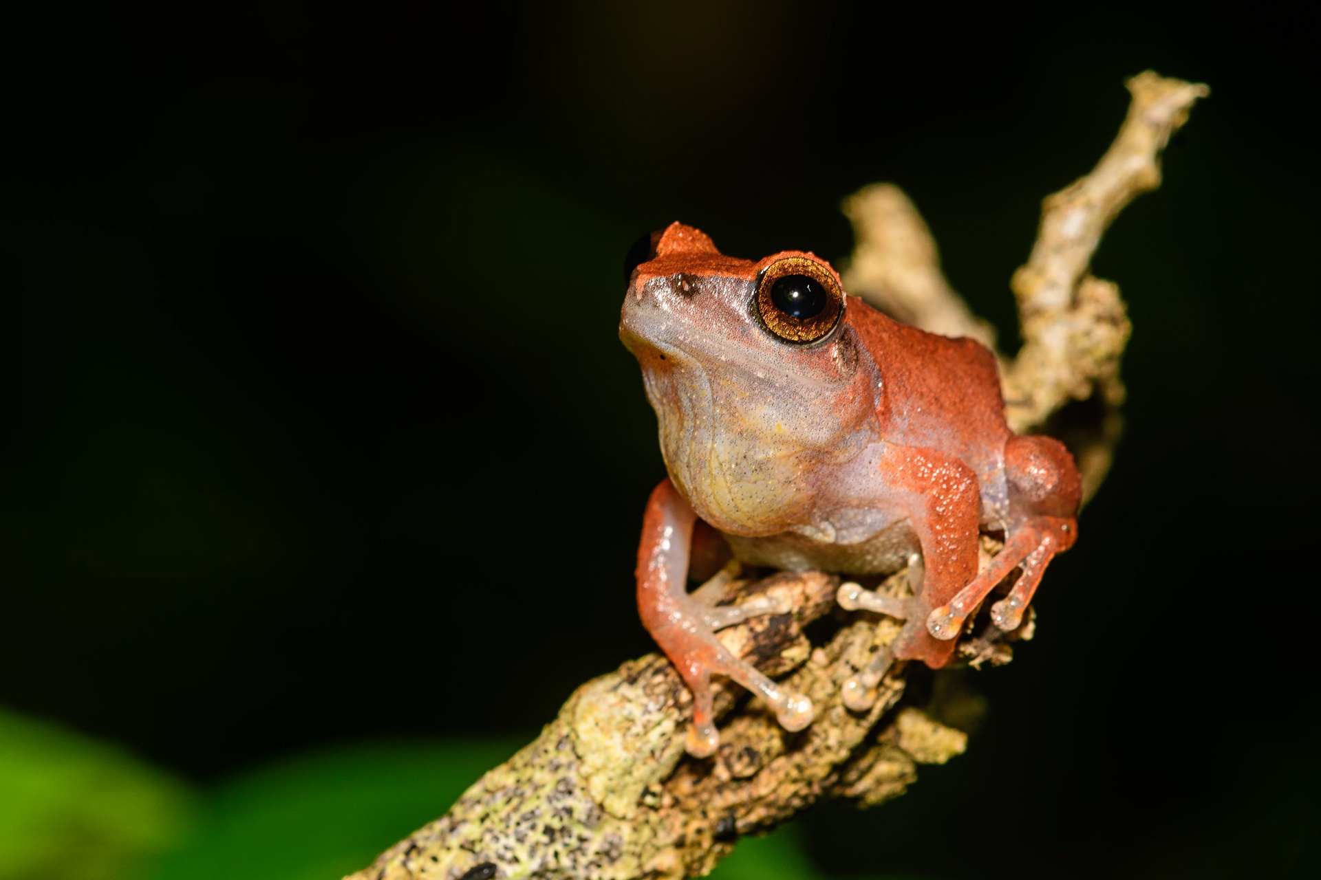 Bush Frog