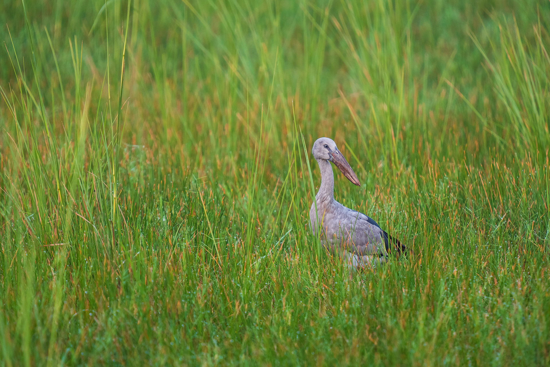 Asian Openbill