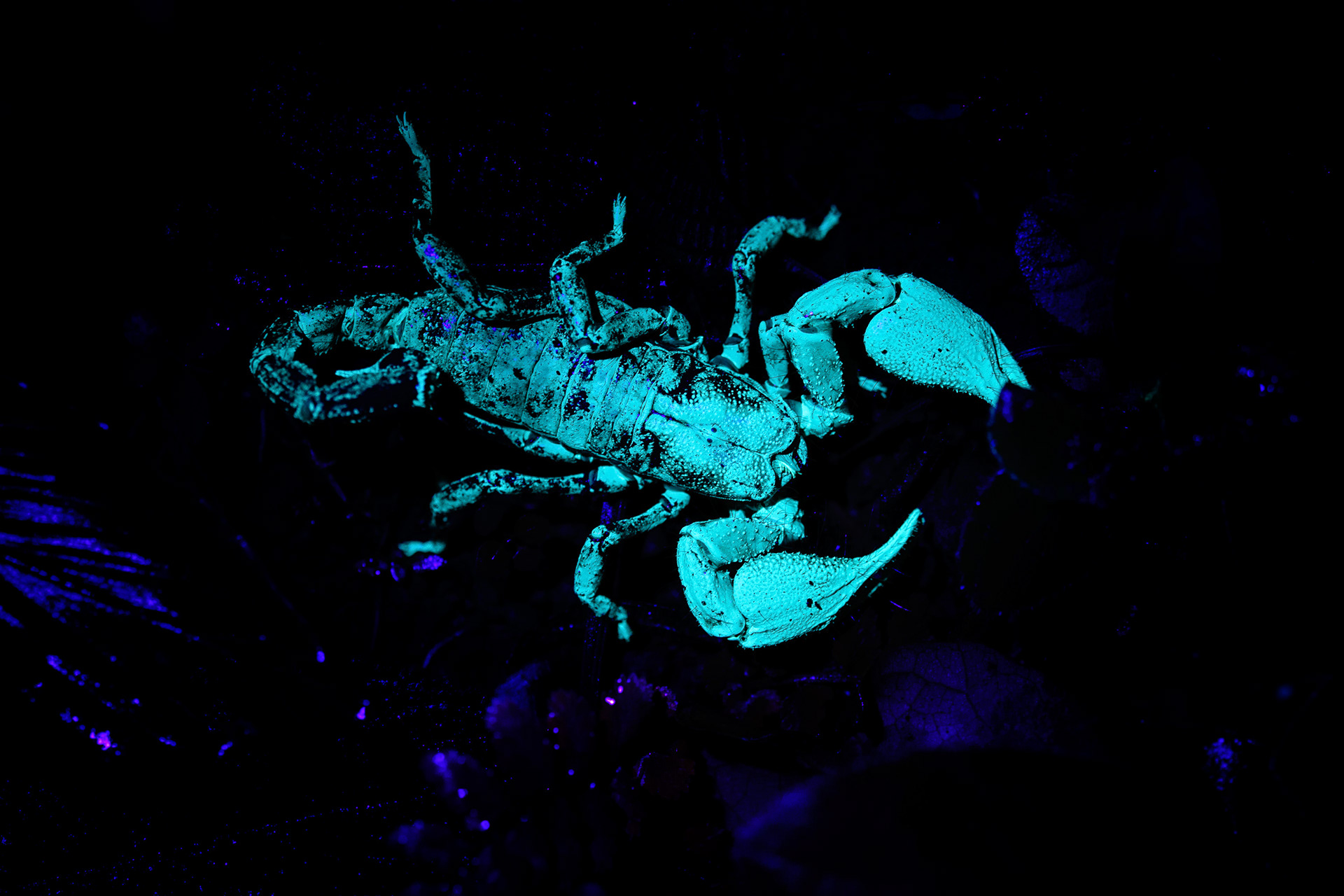 Scorpion under ultraviolet light