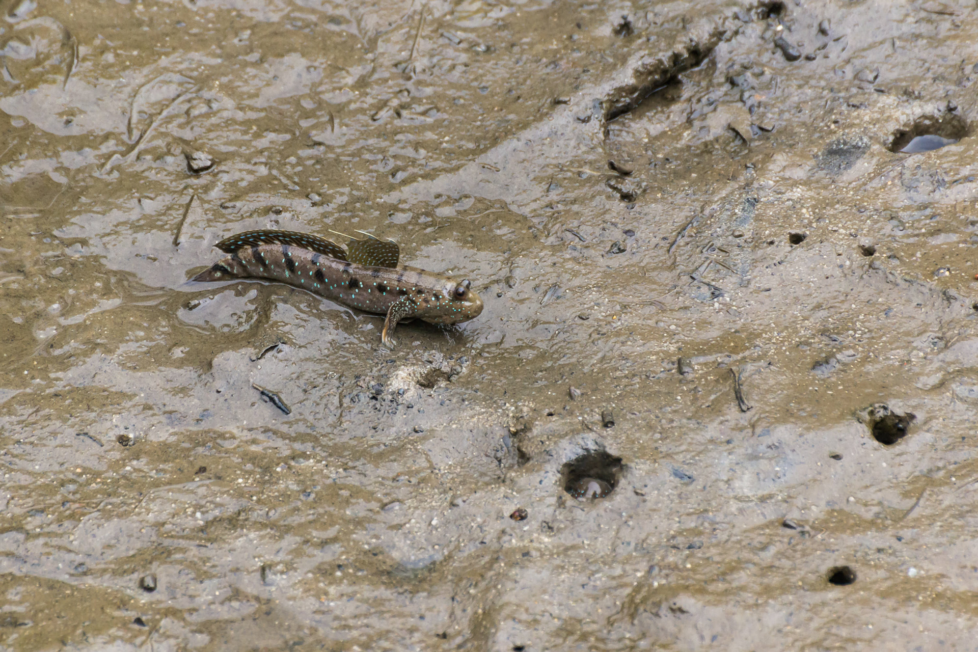 Blue-spotted mudskipper