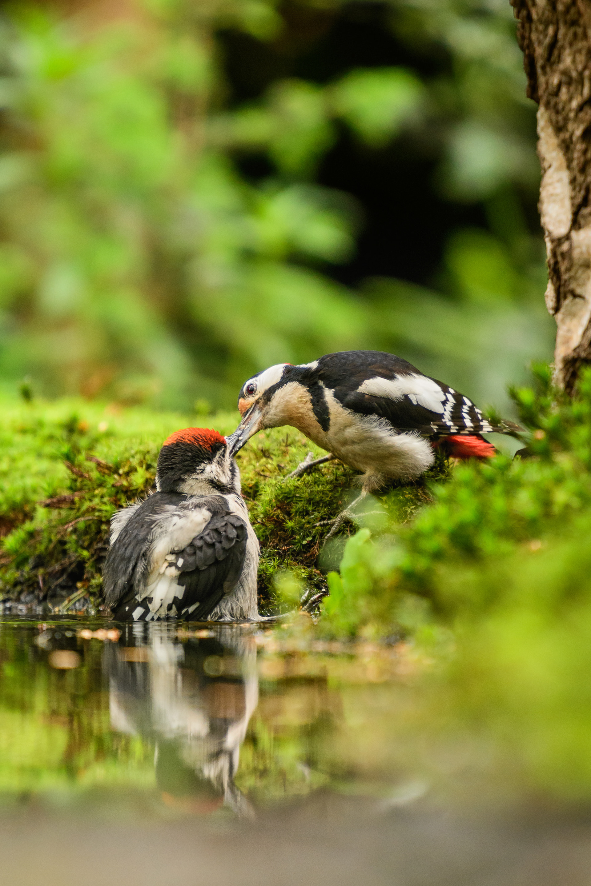 Great Spotted Woodpecker (adult and juvenile)