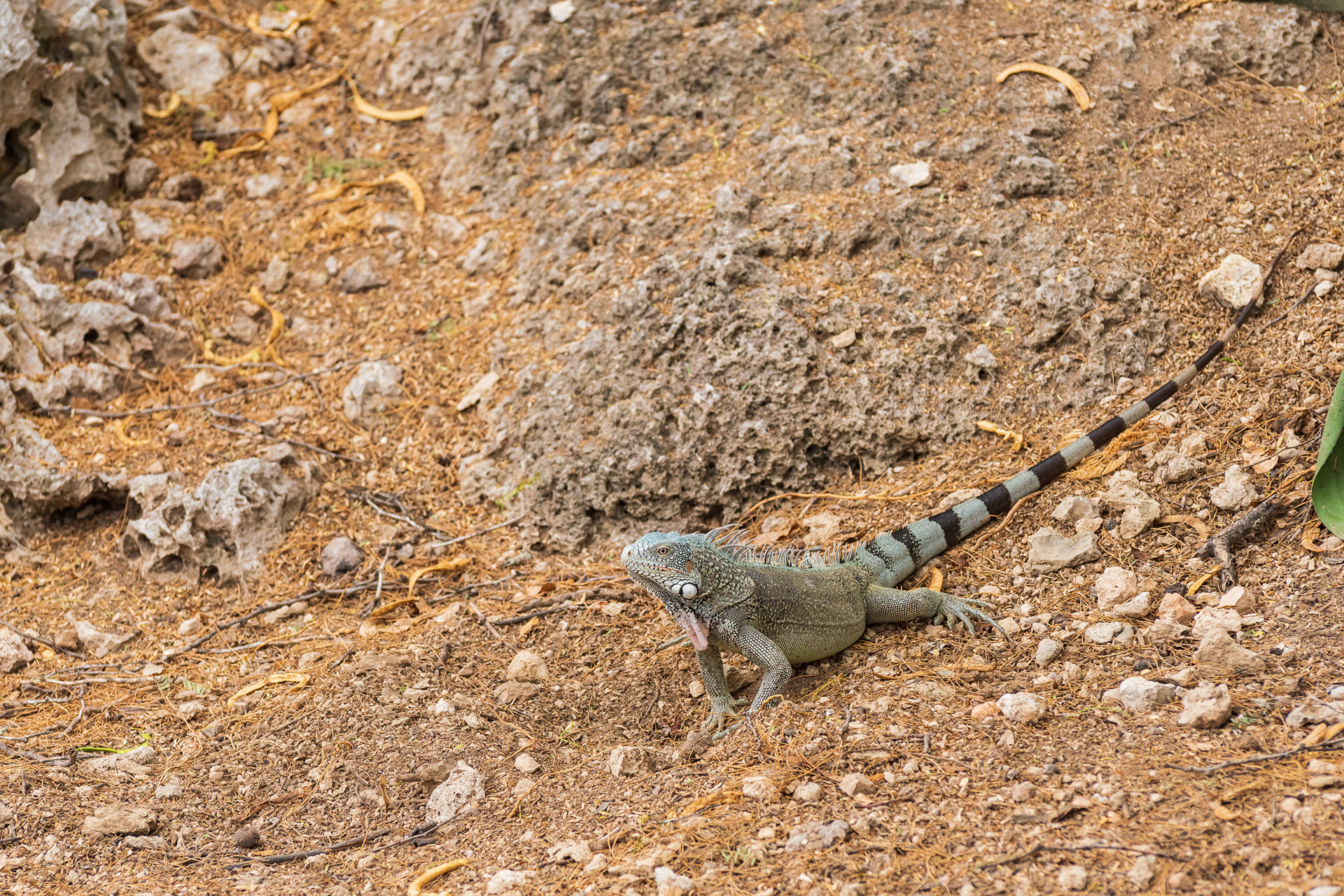 Green Iguana