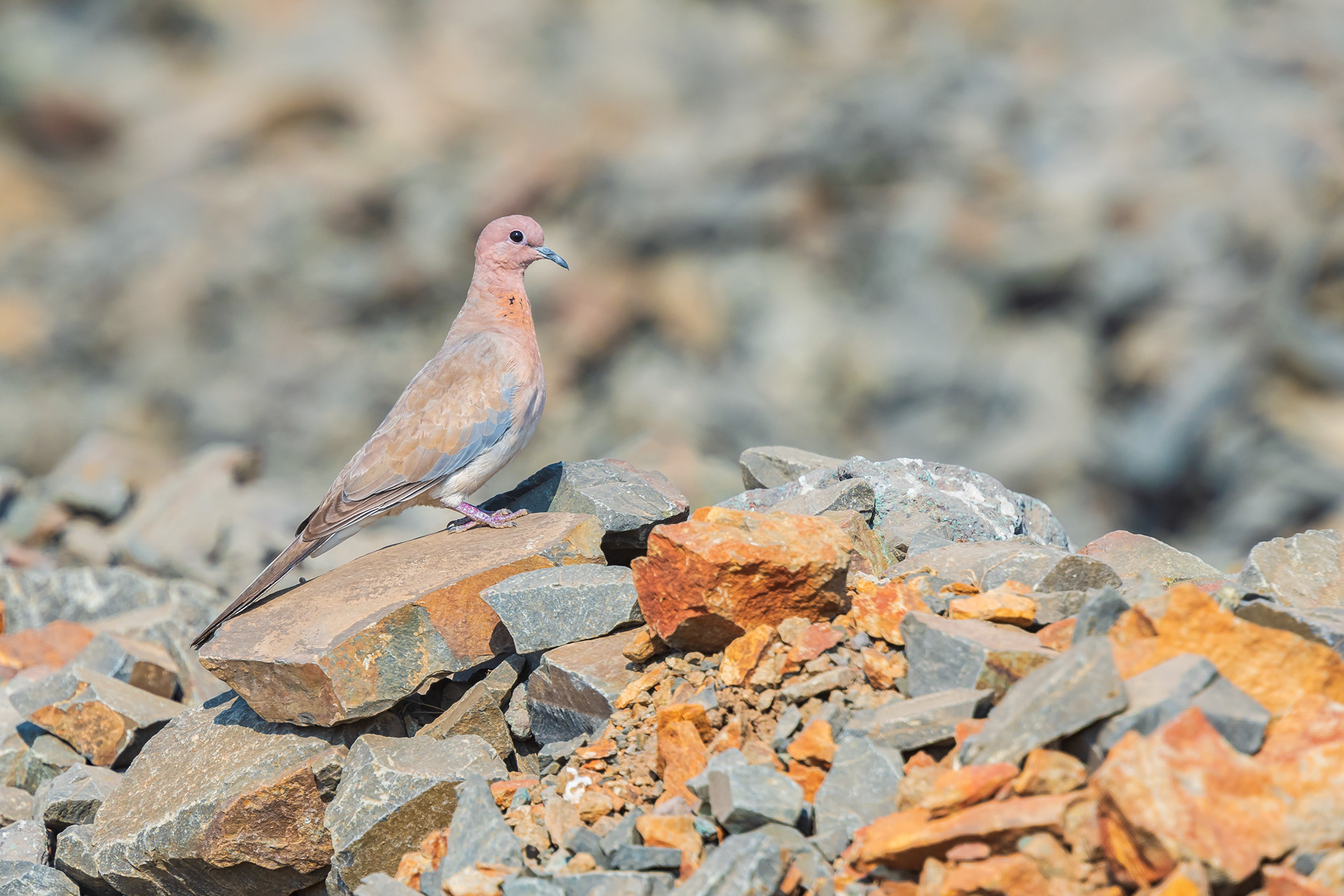 Laughing Dove