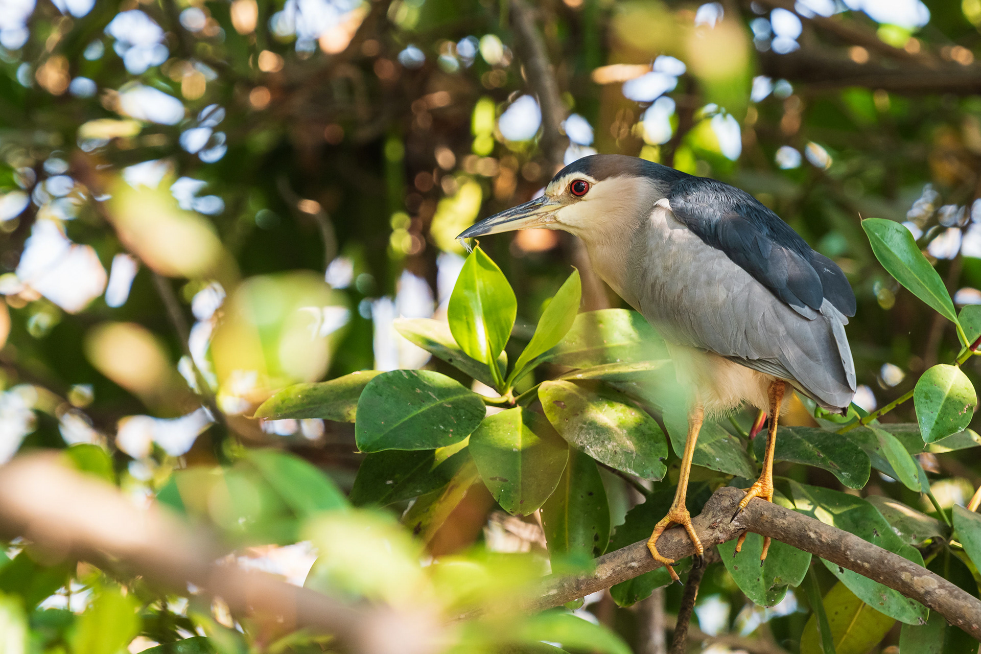 Black-Crowned Night Heron