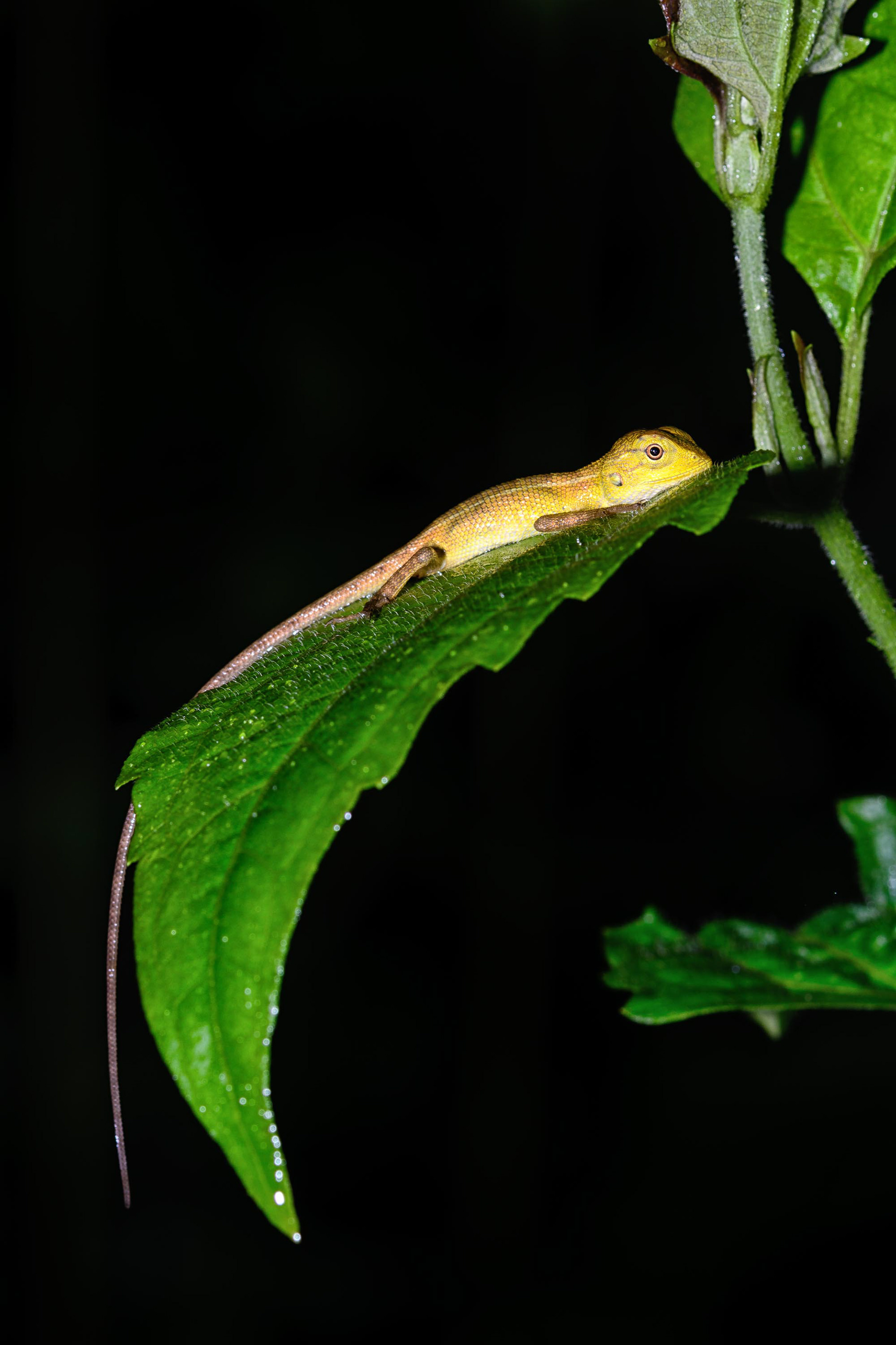 Common Green Forest Lizard