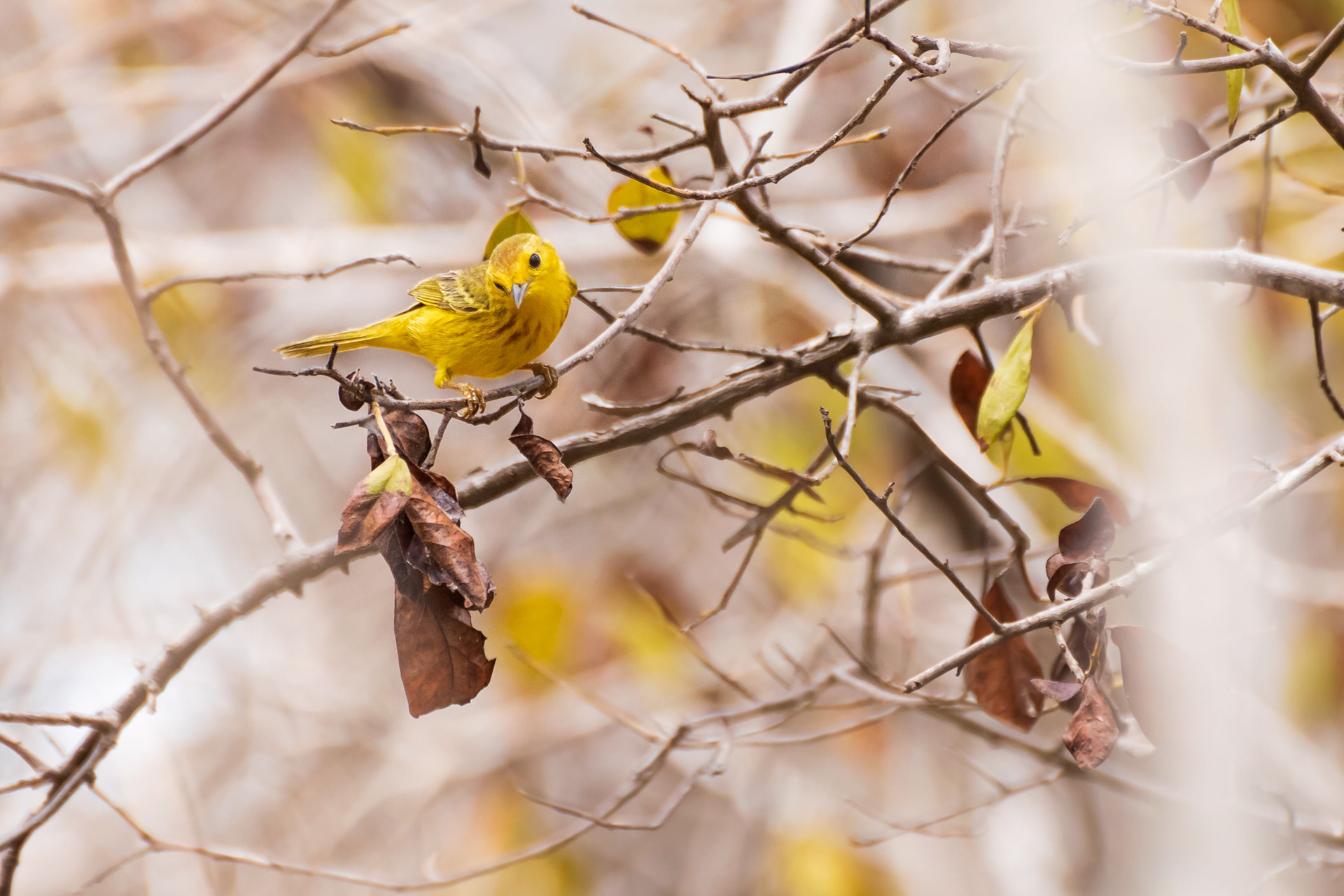 Yellow Warbler