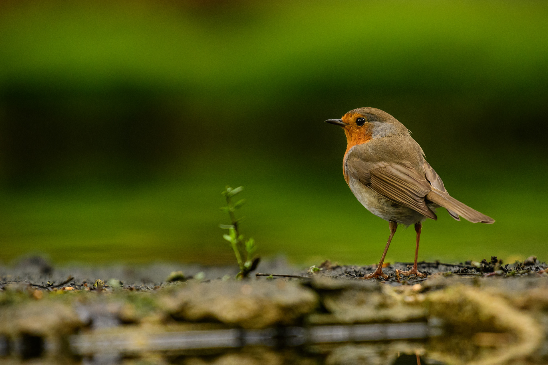 European Robin
