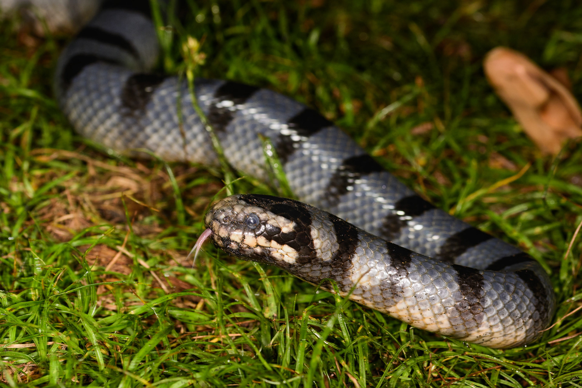 Banded Sea Krait