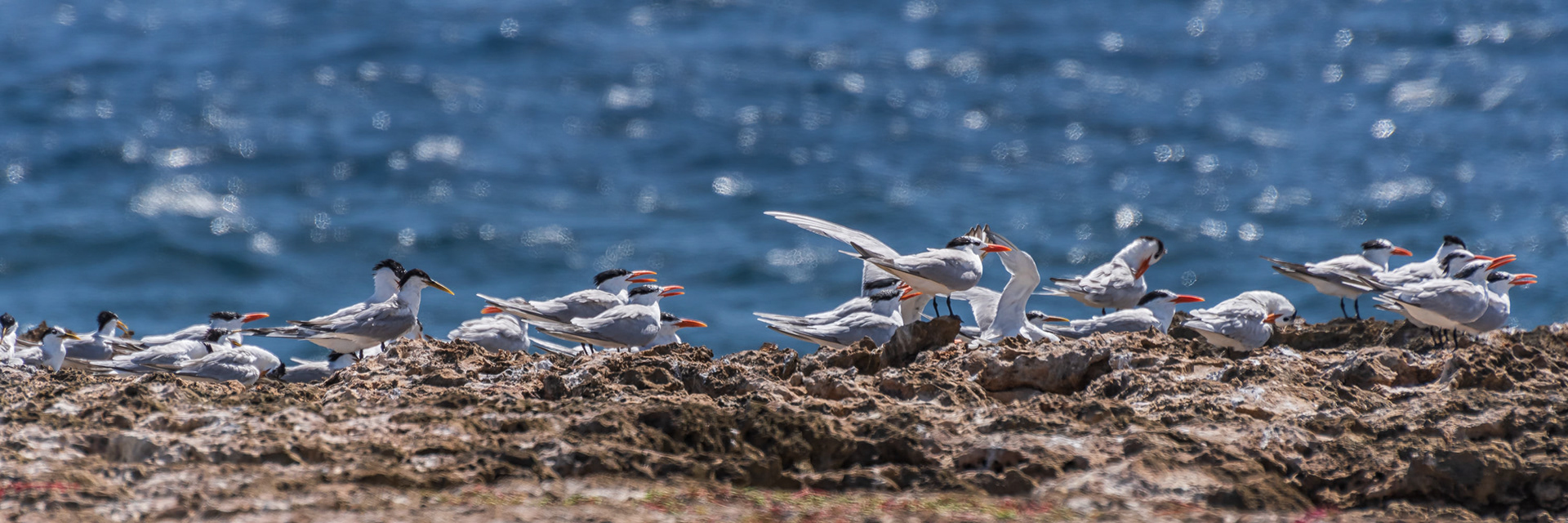 Least Tern & Royal Terns