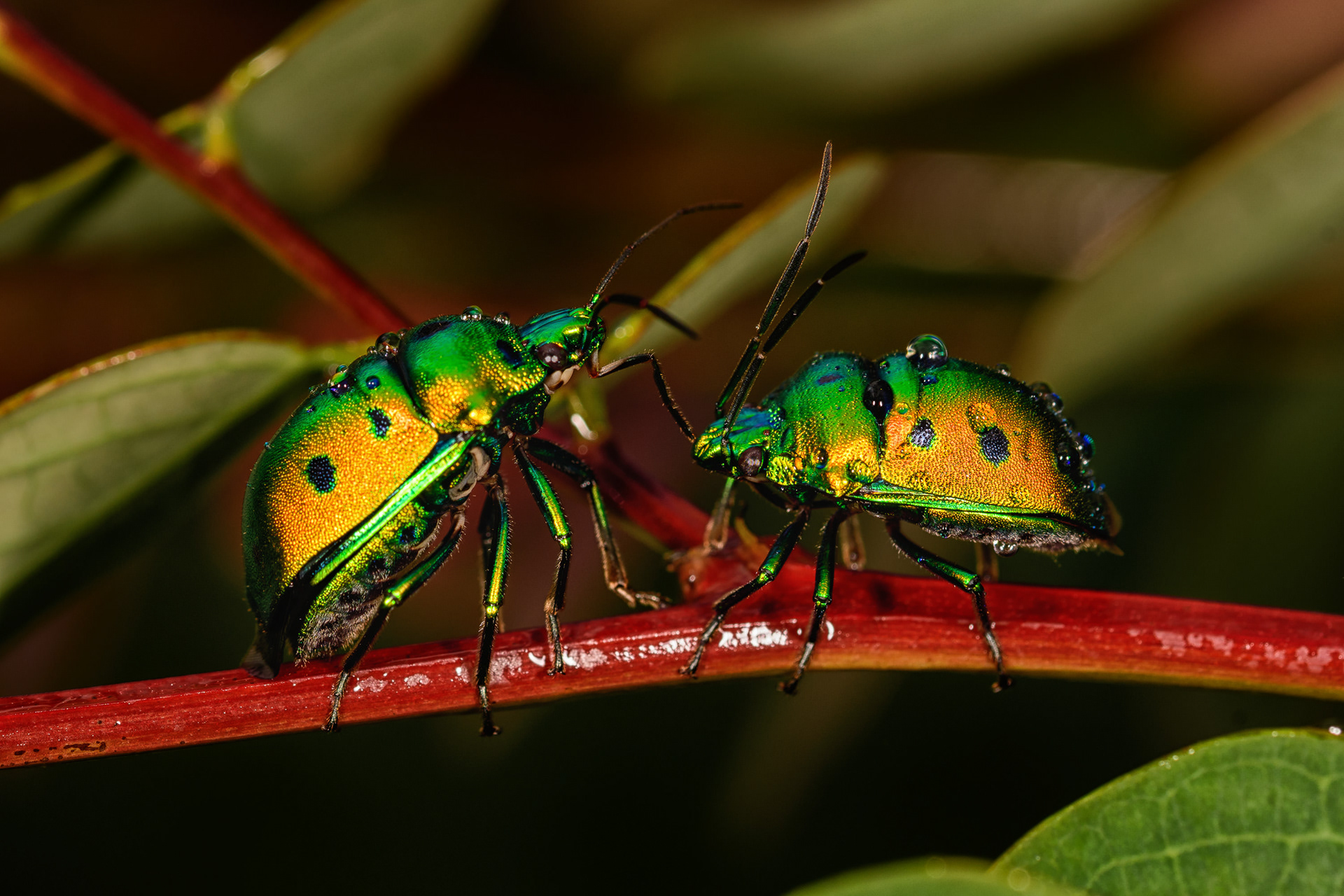 Jewel Bug