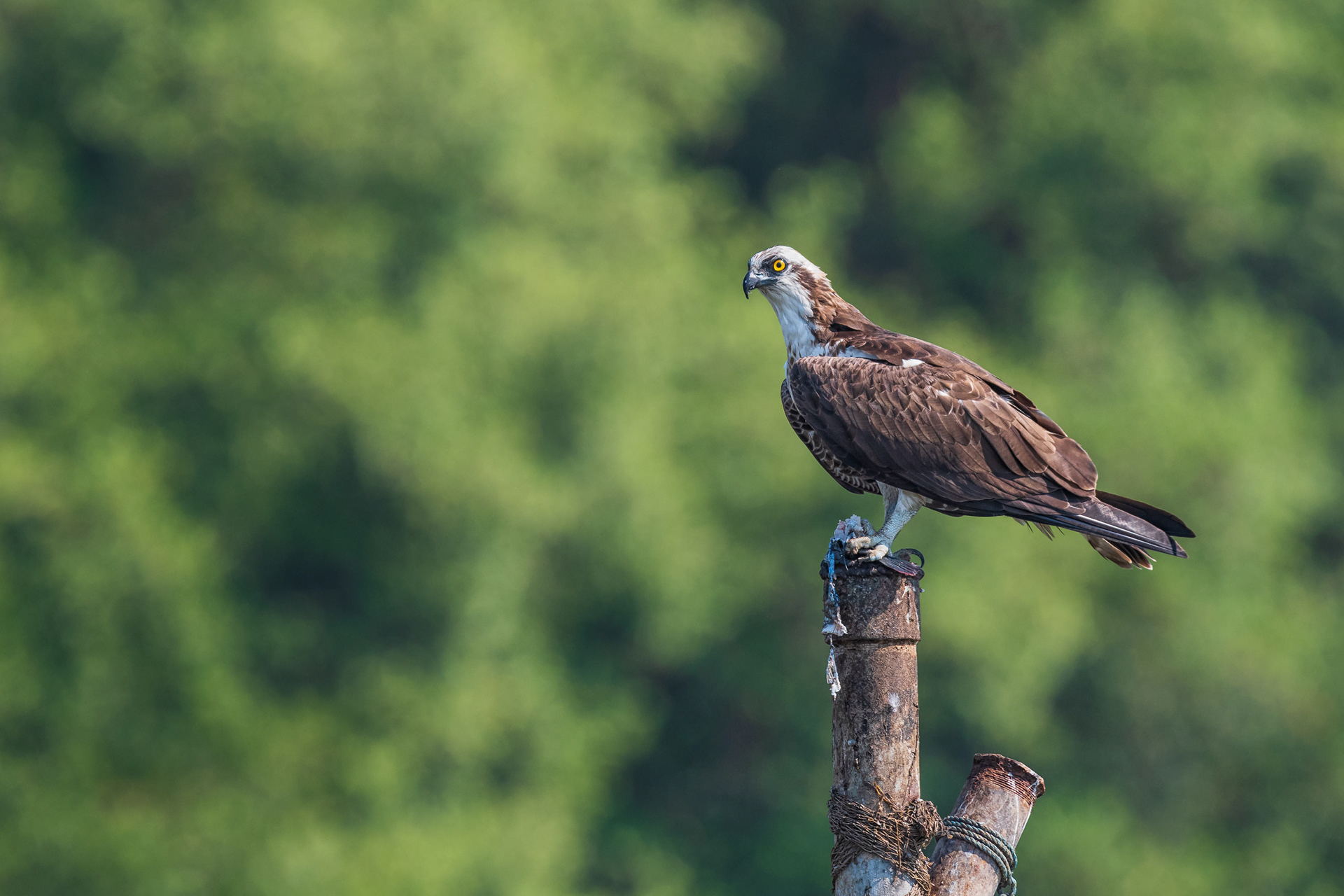 Osprey