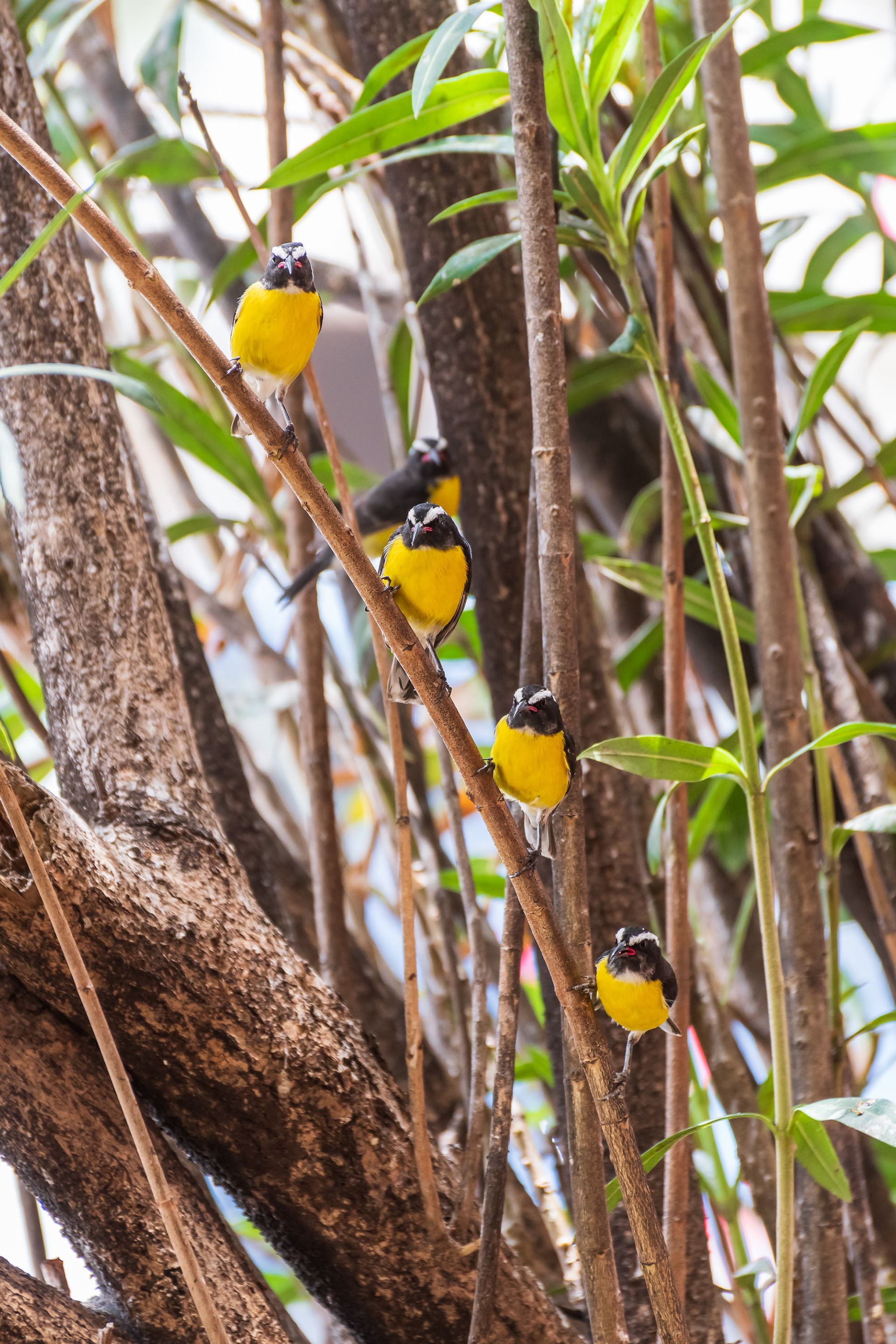 Bananaquit