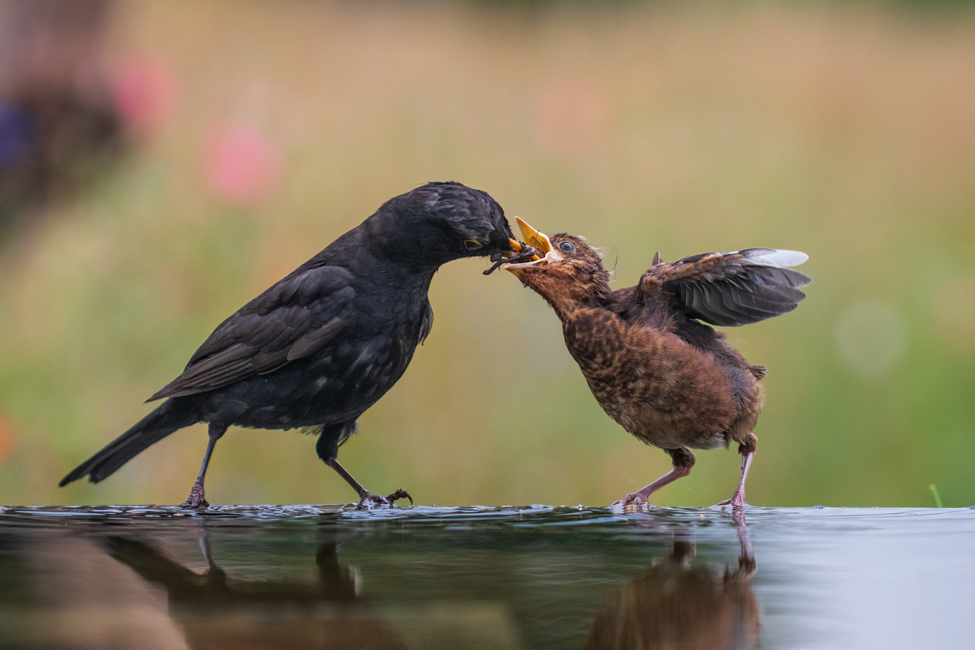 Common Blackbird