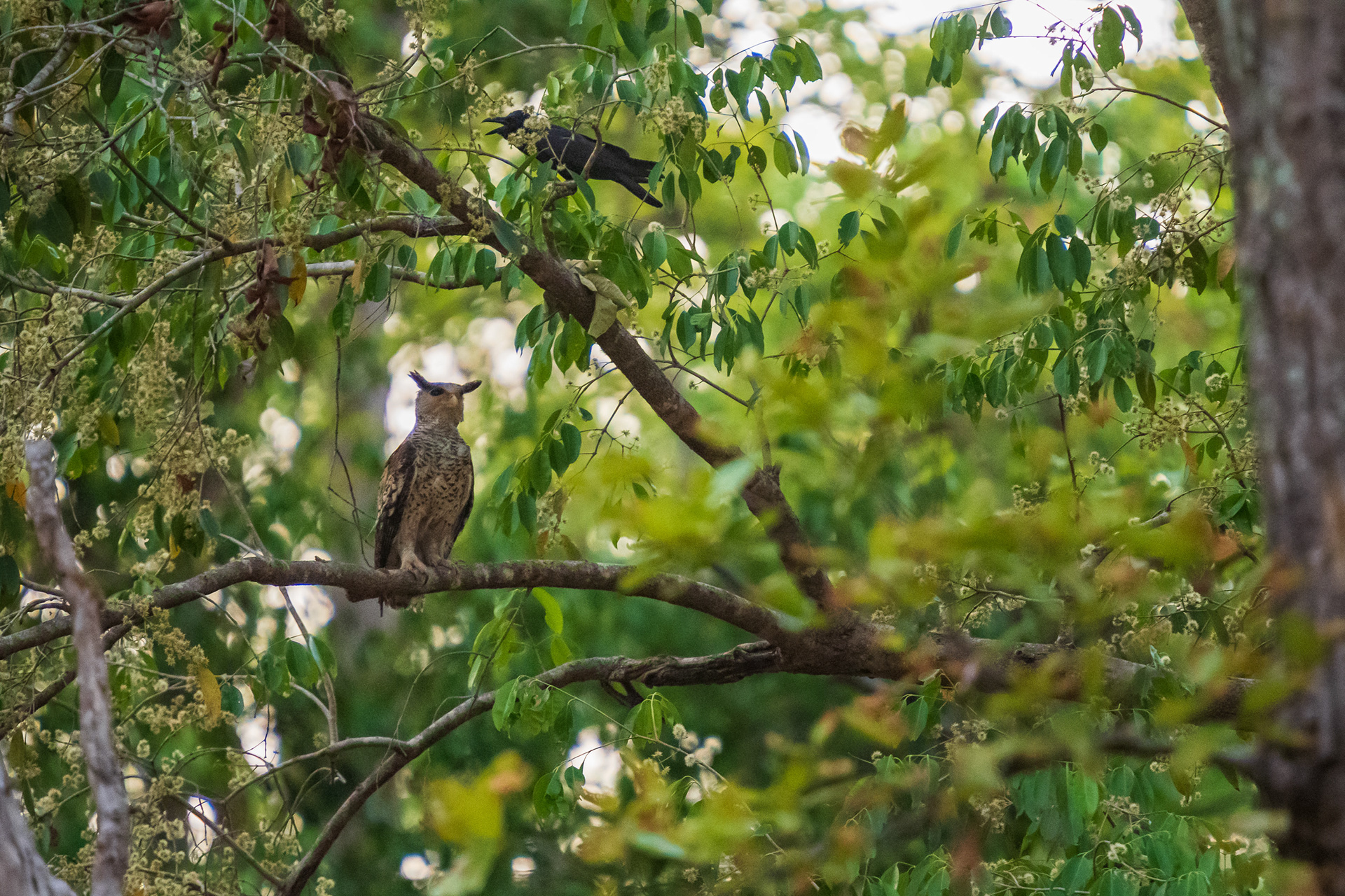 Spot-Bellied Eagle-Owl