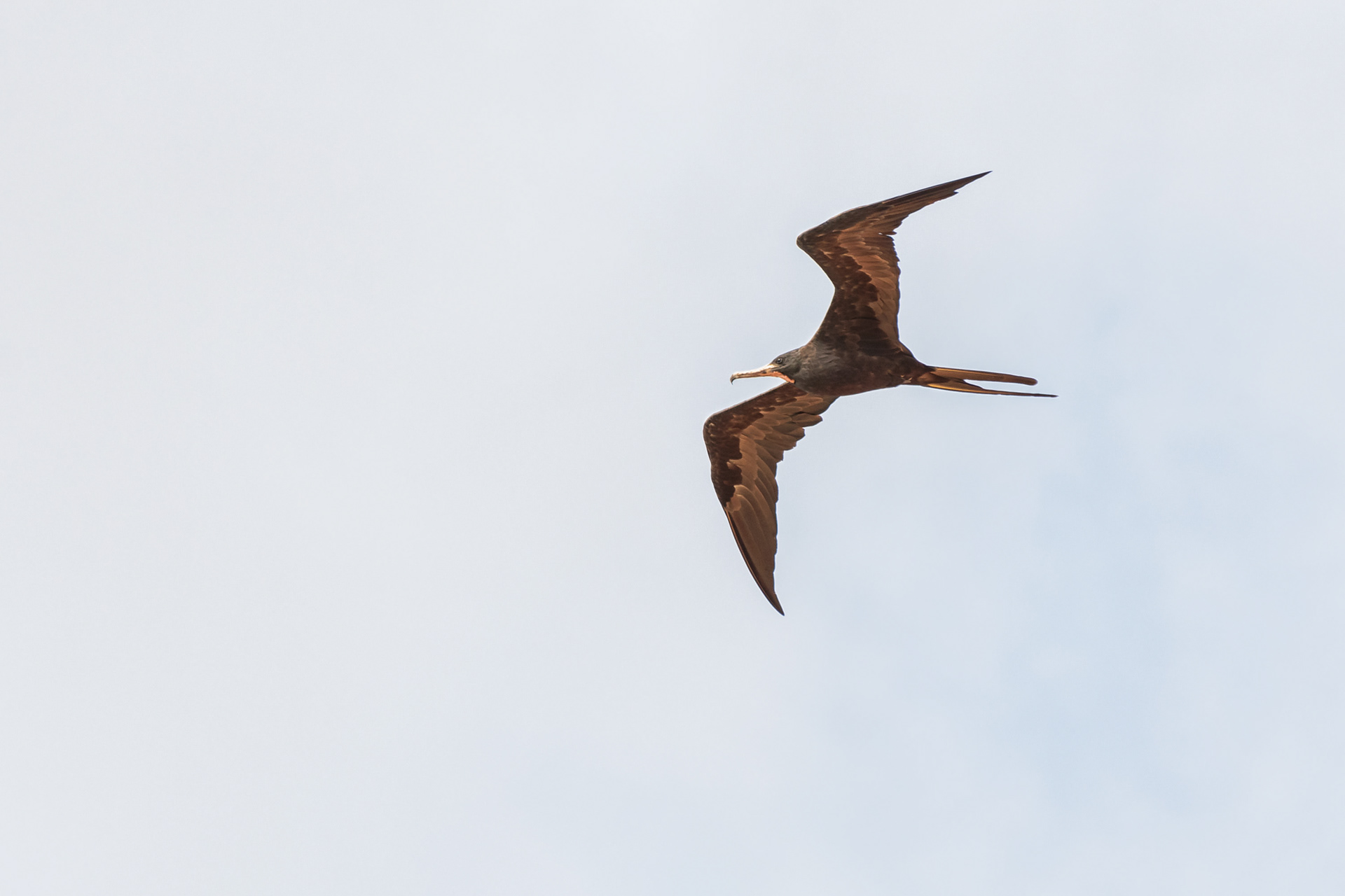 Magnificent Frigatebird